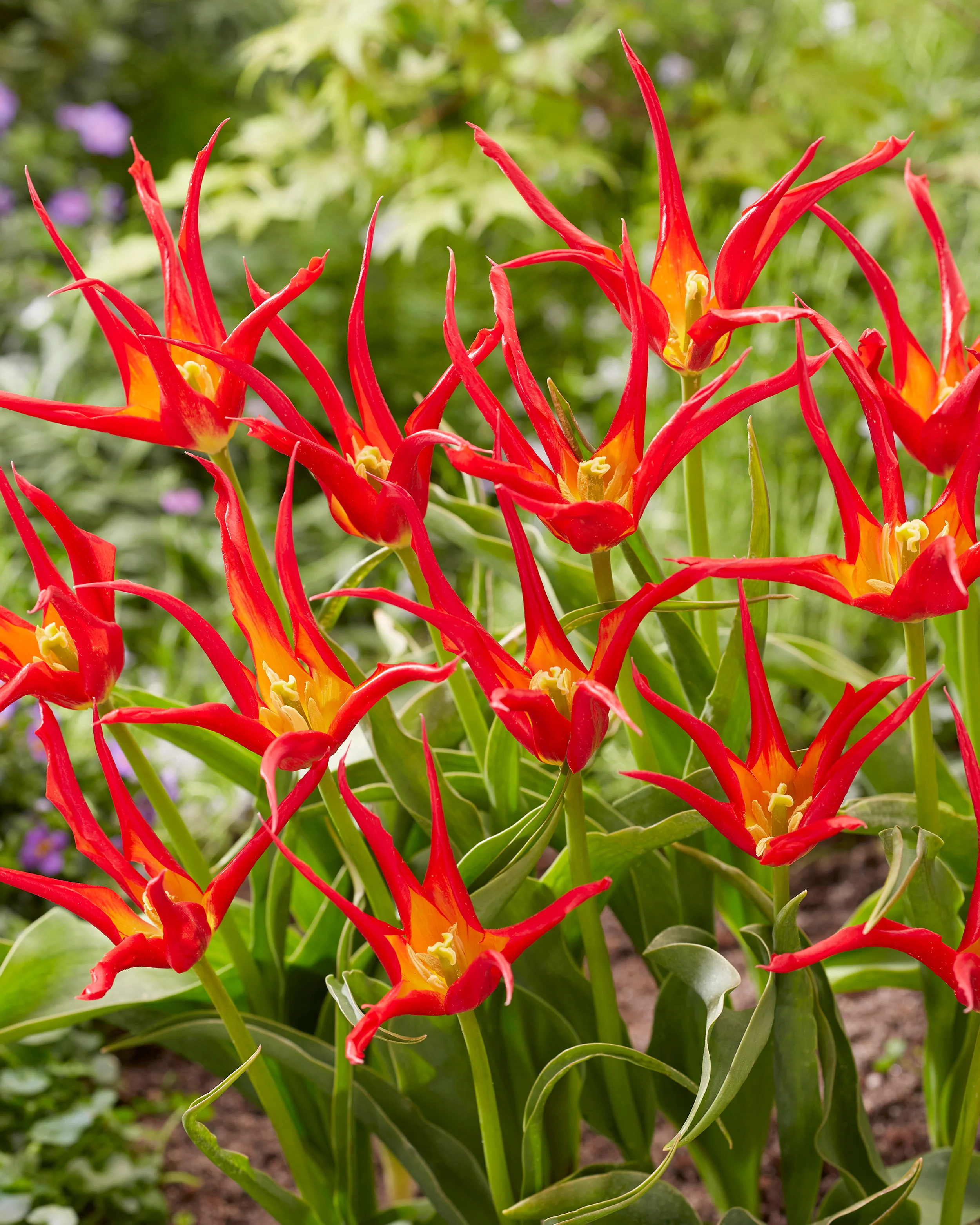 Tulip 'Go Go Red' - Image 8