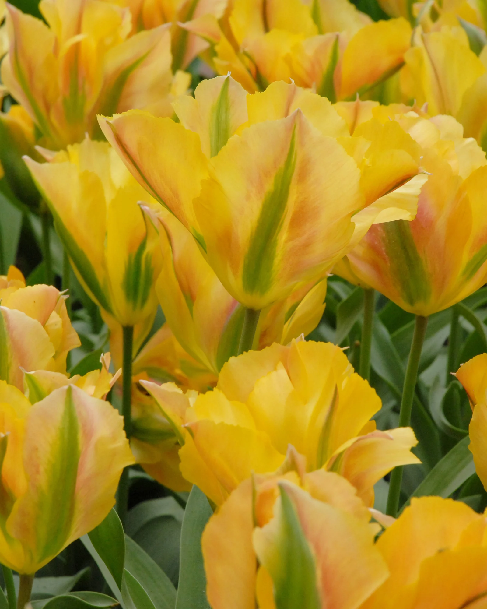 Tulip 'Golden Artist'