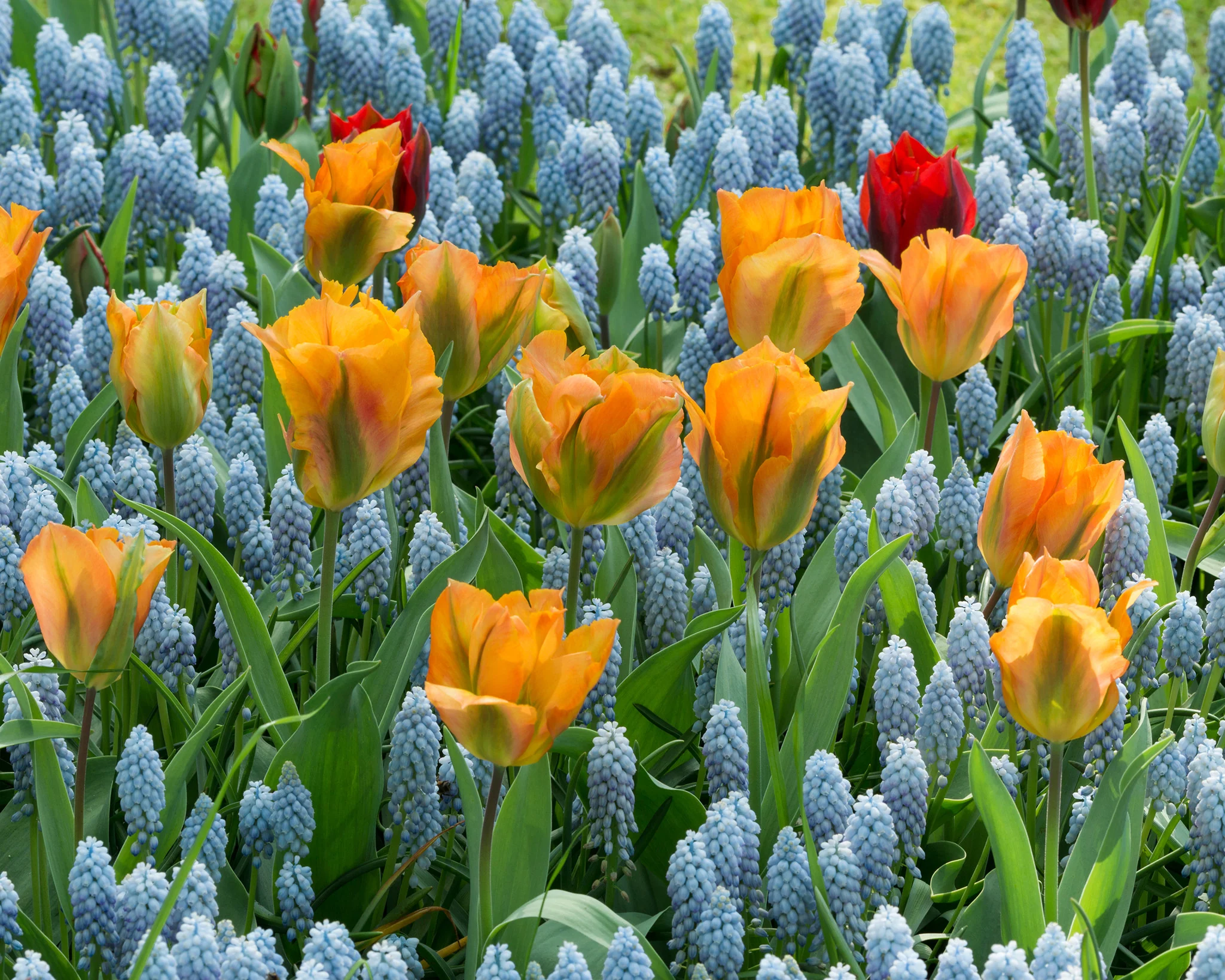Tulip 'Golden Artist' - Image 2