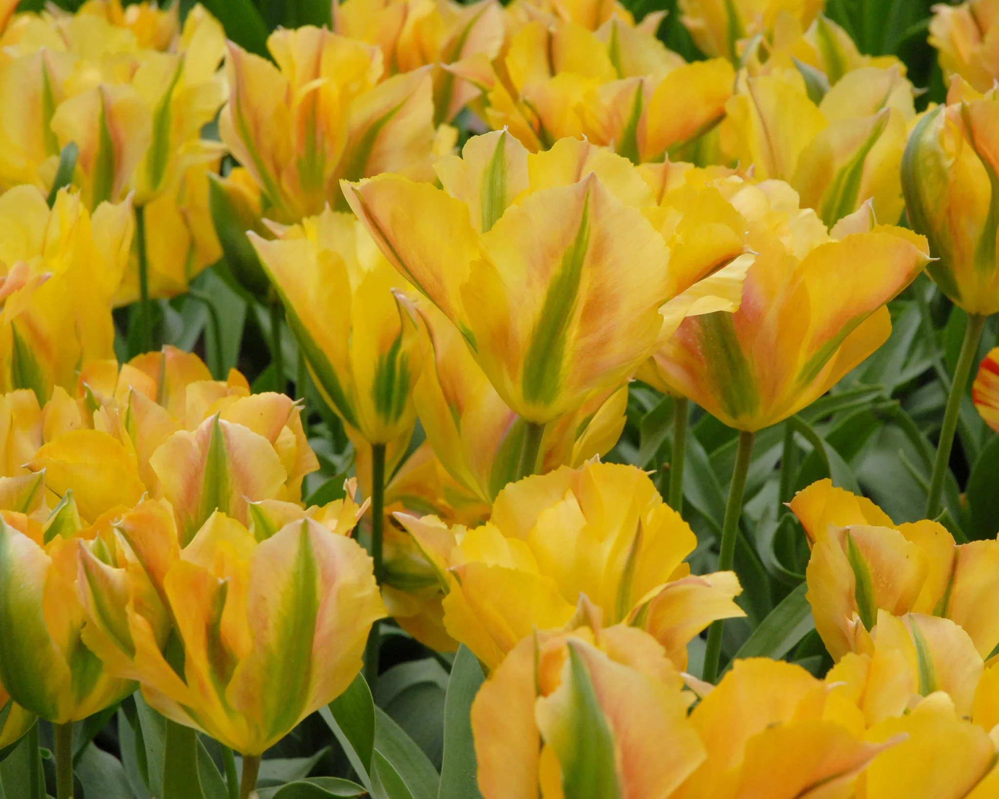 Tulip 'Golden Artist' - Image 3