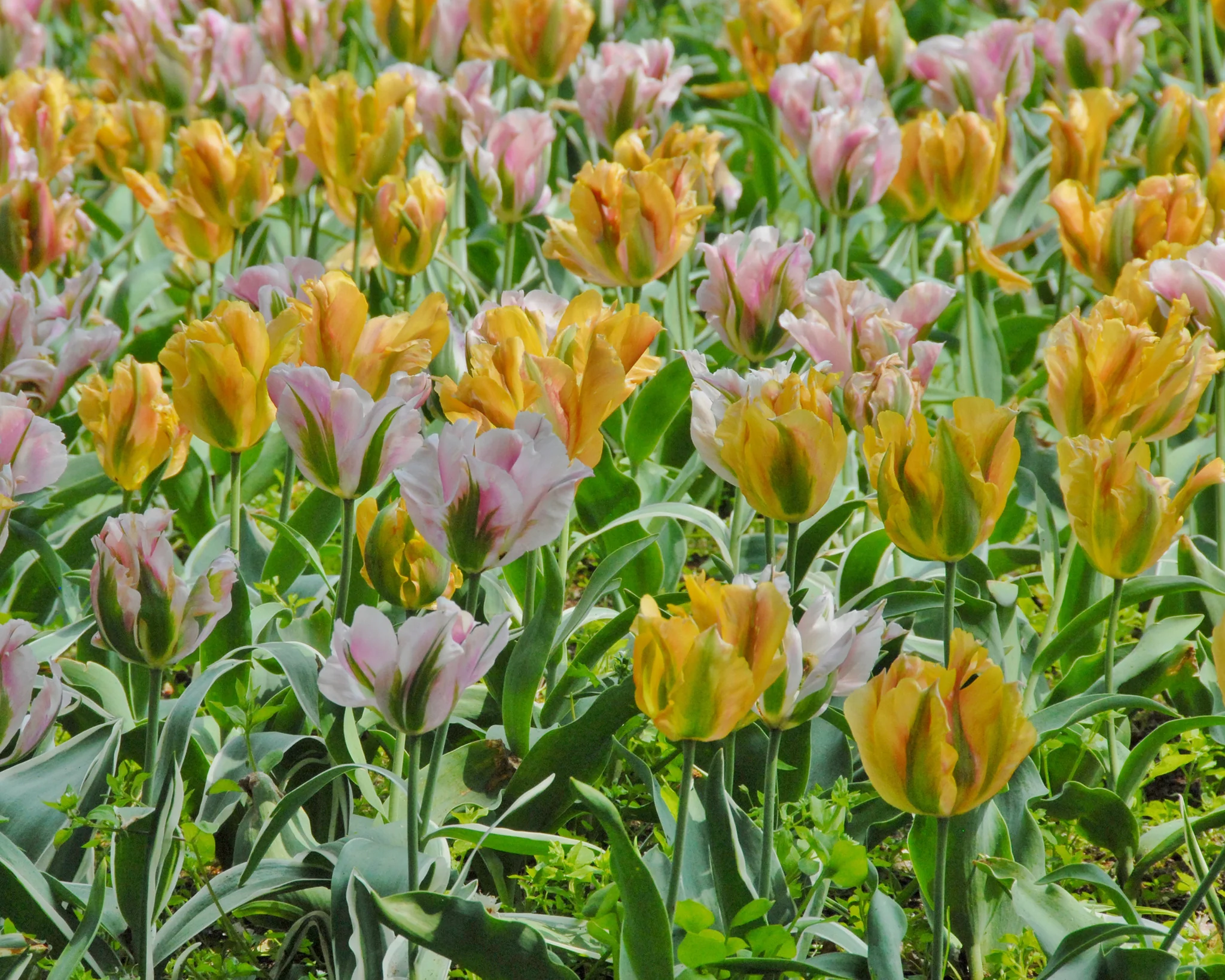 Tulip 'Golden Artist' - Image 4