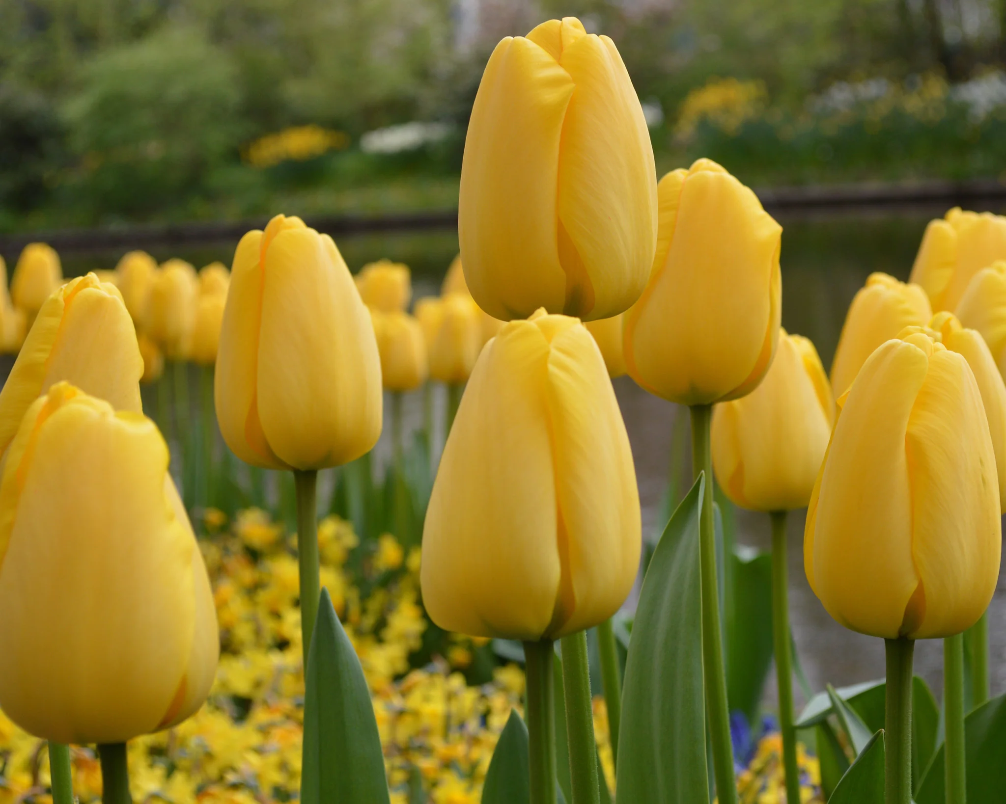 Tulip 'Golden Parade' - Image 2