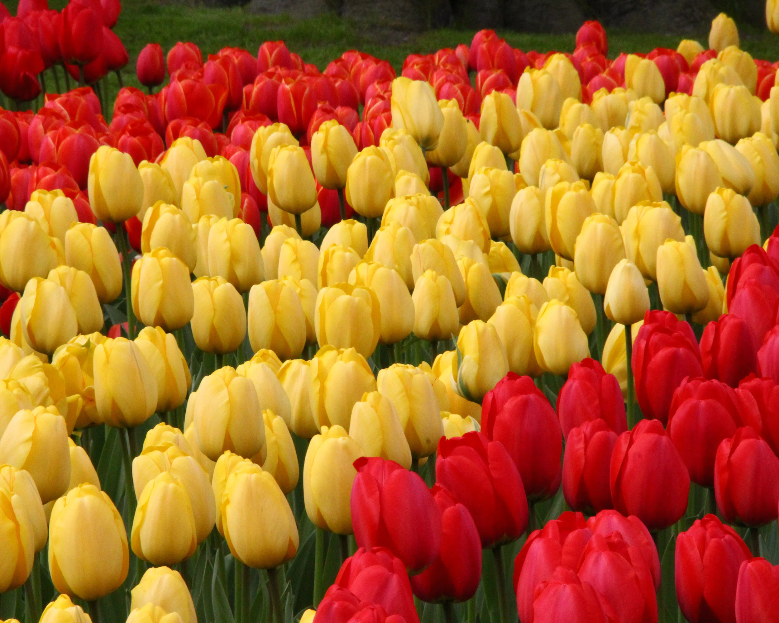 Tulip 'Golden Parade' - Image 3