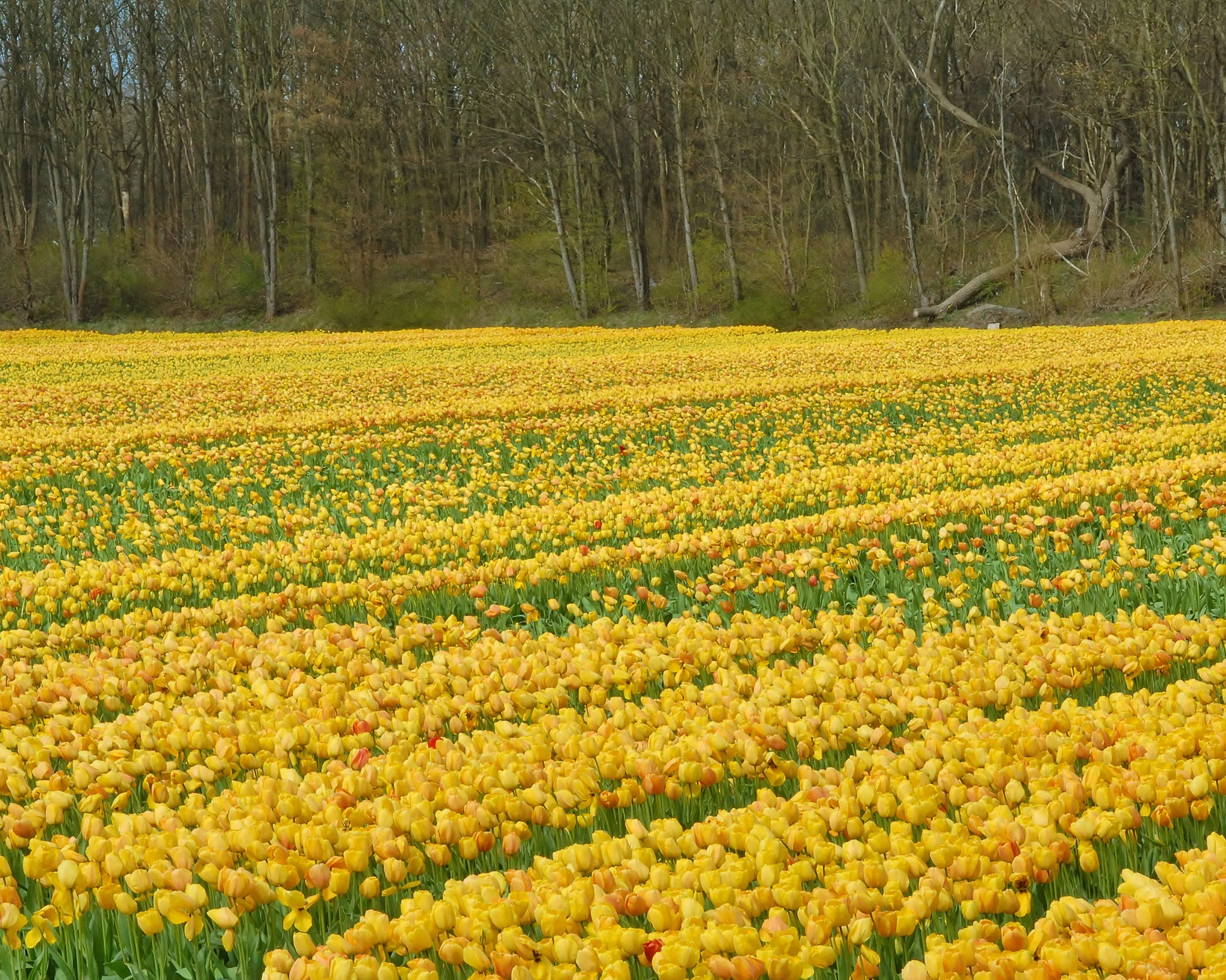 Tulip 'Golden Parade' - Image 4