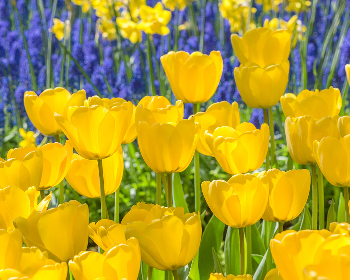 Tulip 'Golden Parade' - Image 6