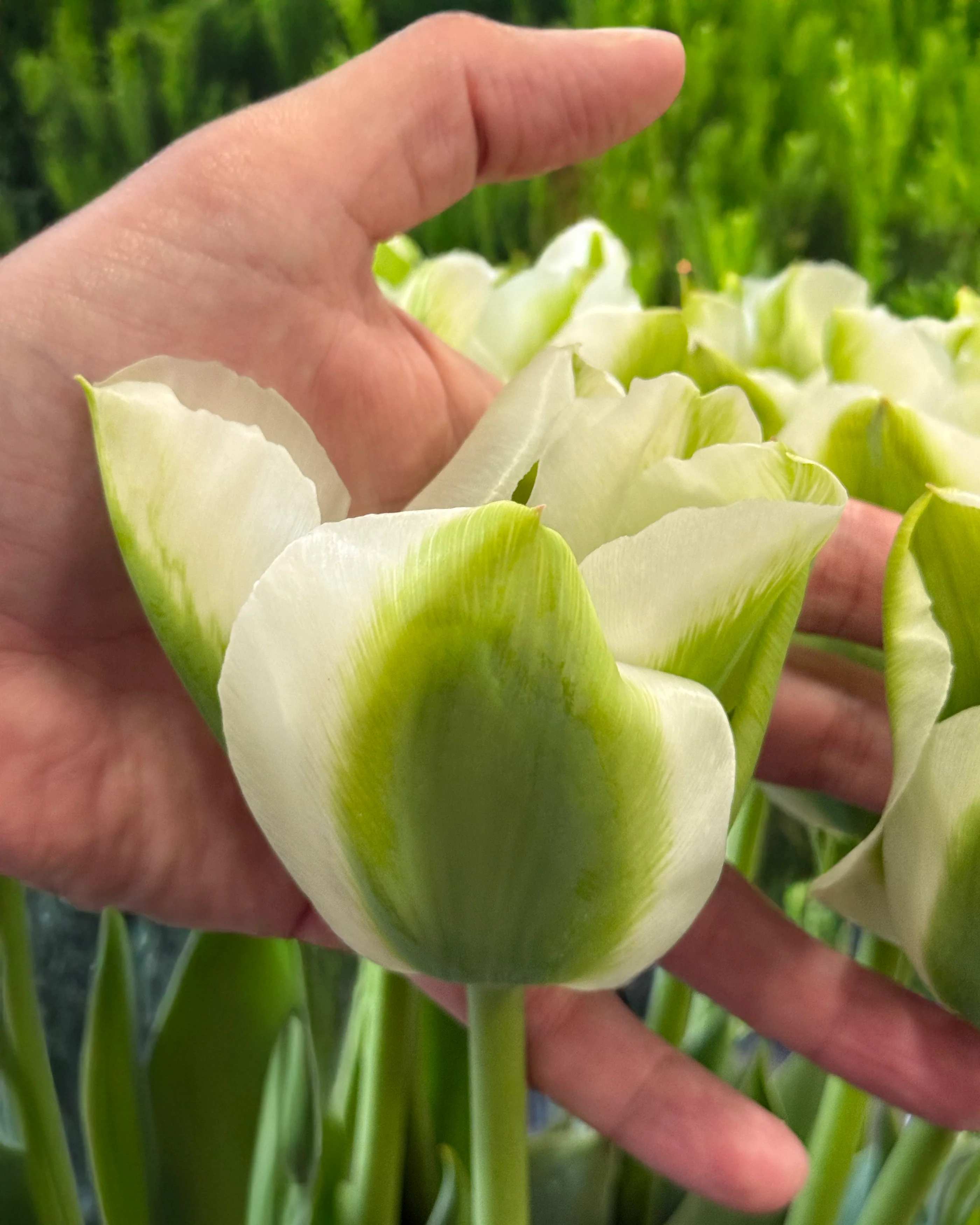Tulip 'Green Day' - Image 3