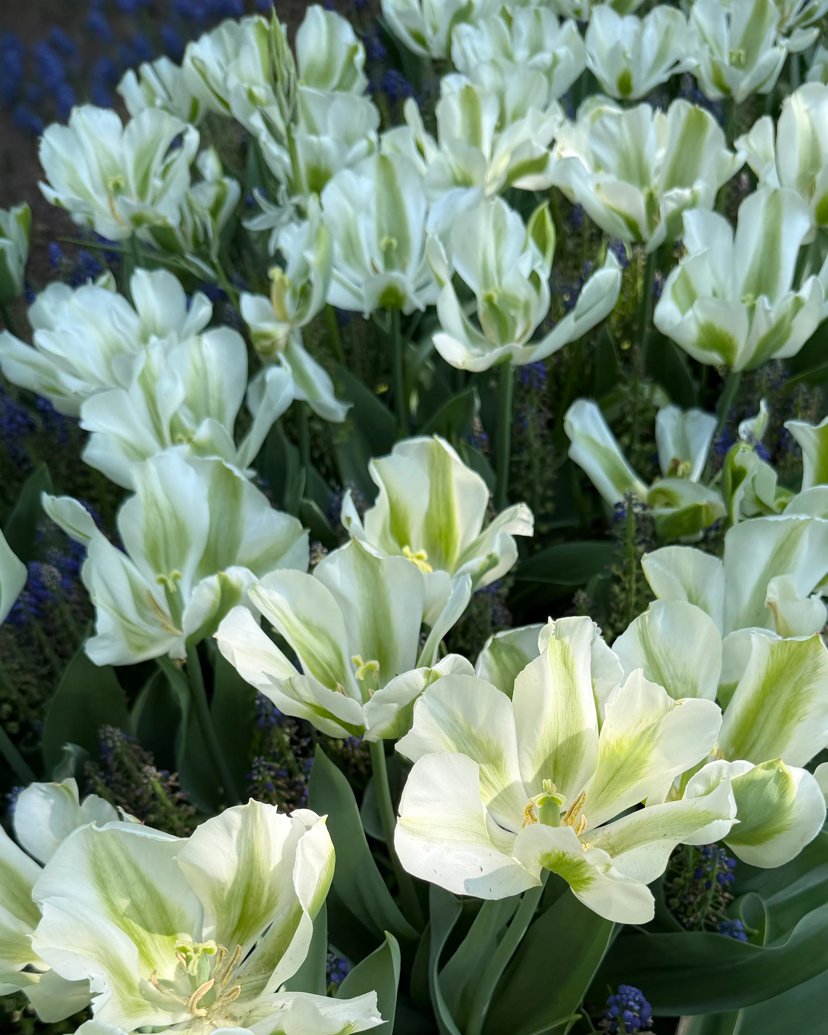 Tulip 'Green Day' - Image 6
