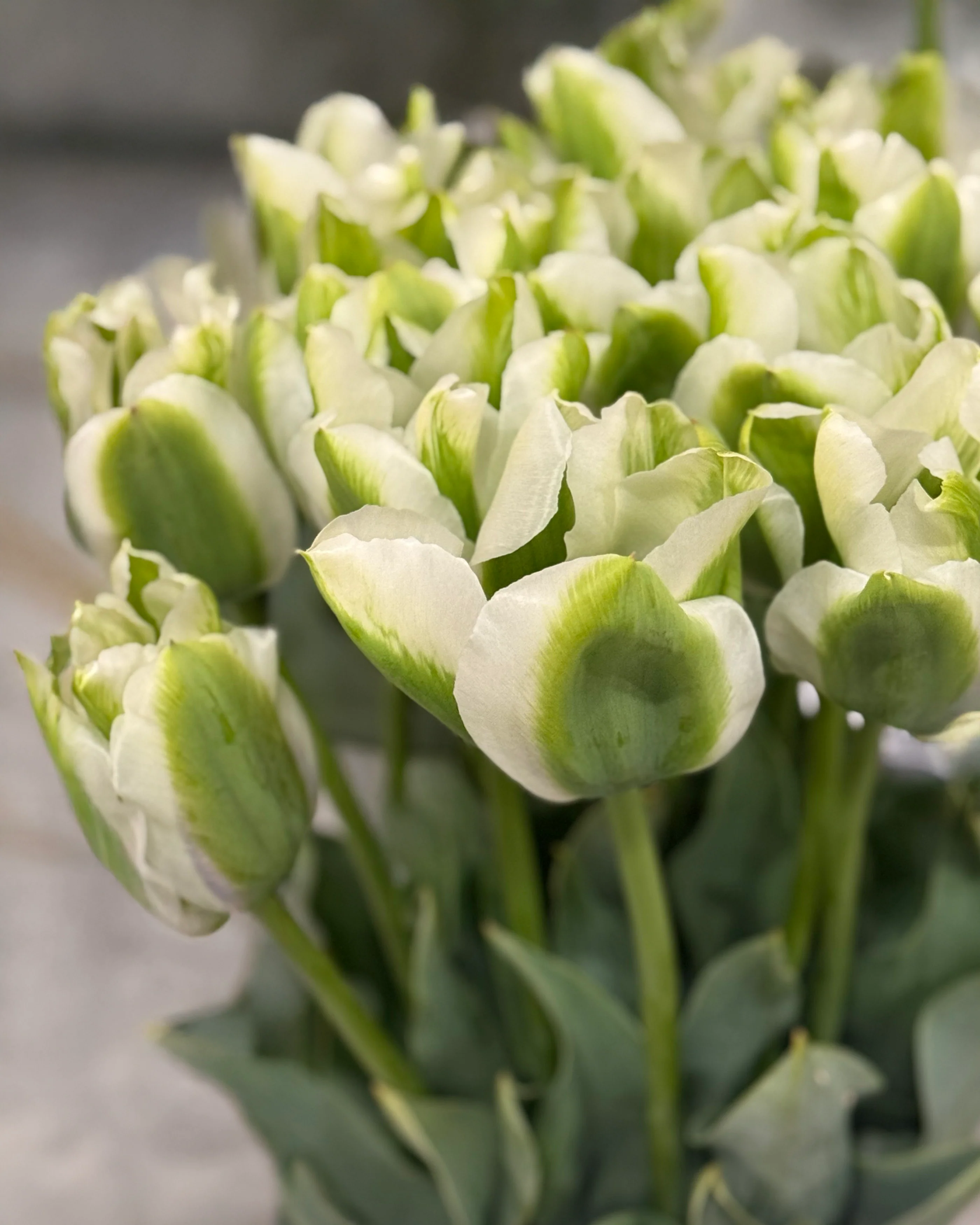 Tulip 'Green Day' - Image 7