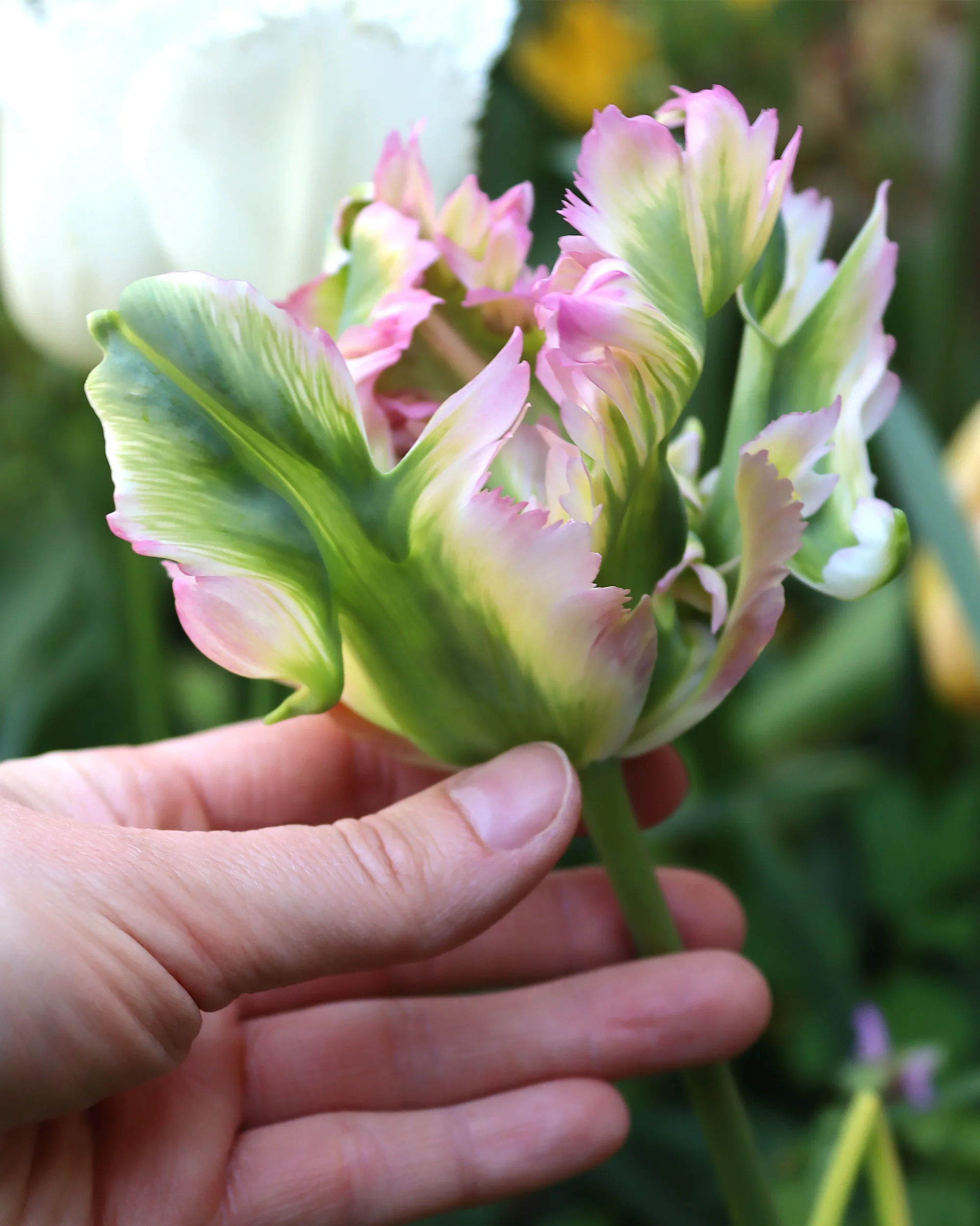 Tulip 'Green Wave' - Image 3