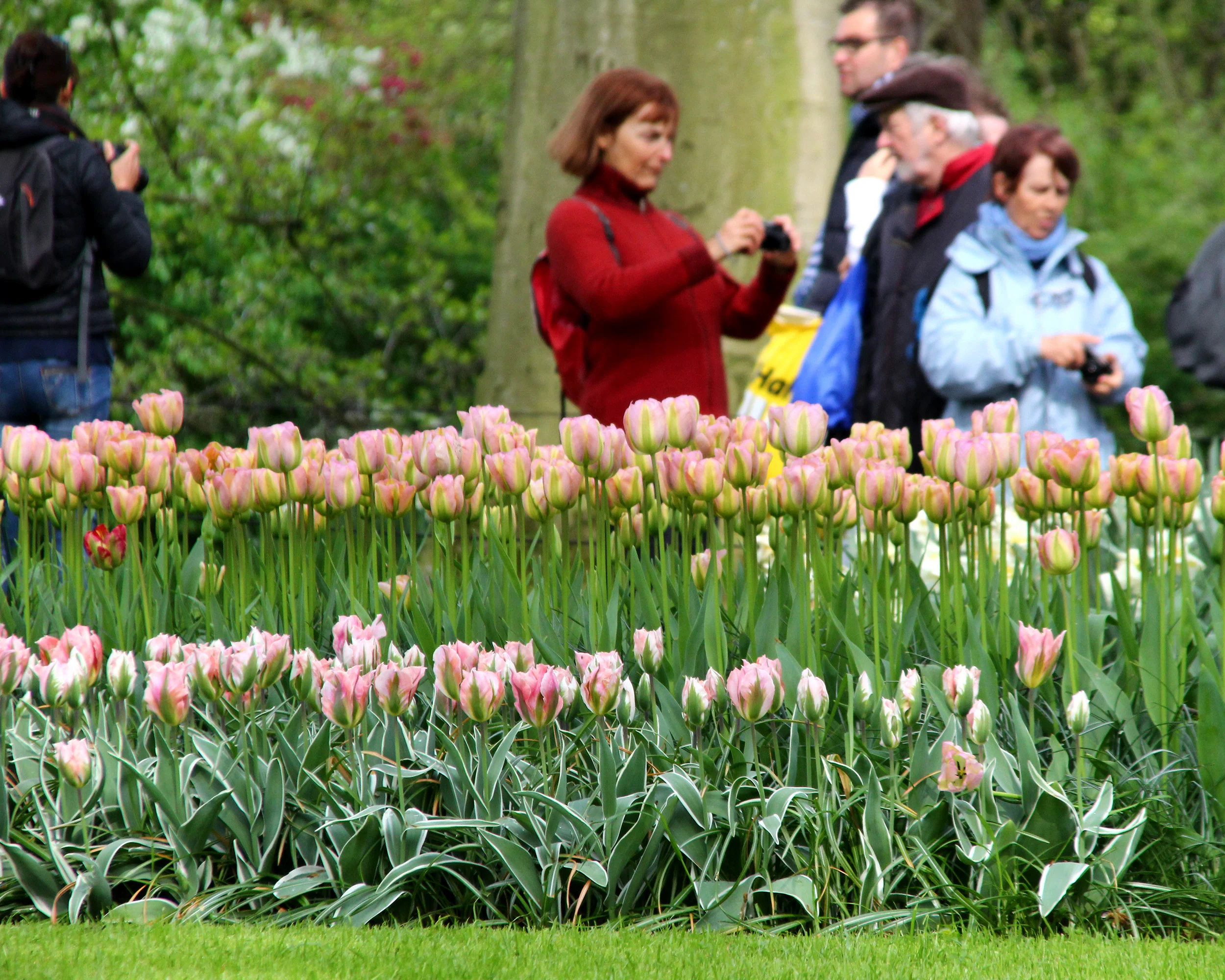 Tulip 'Greenland' - Image 5