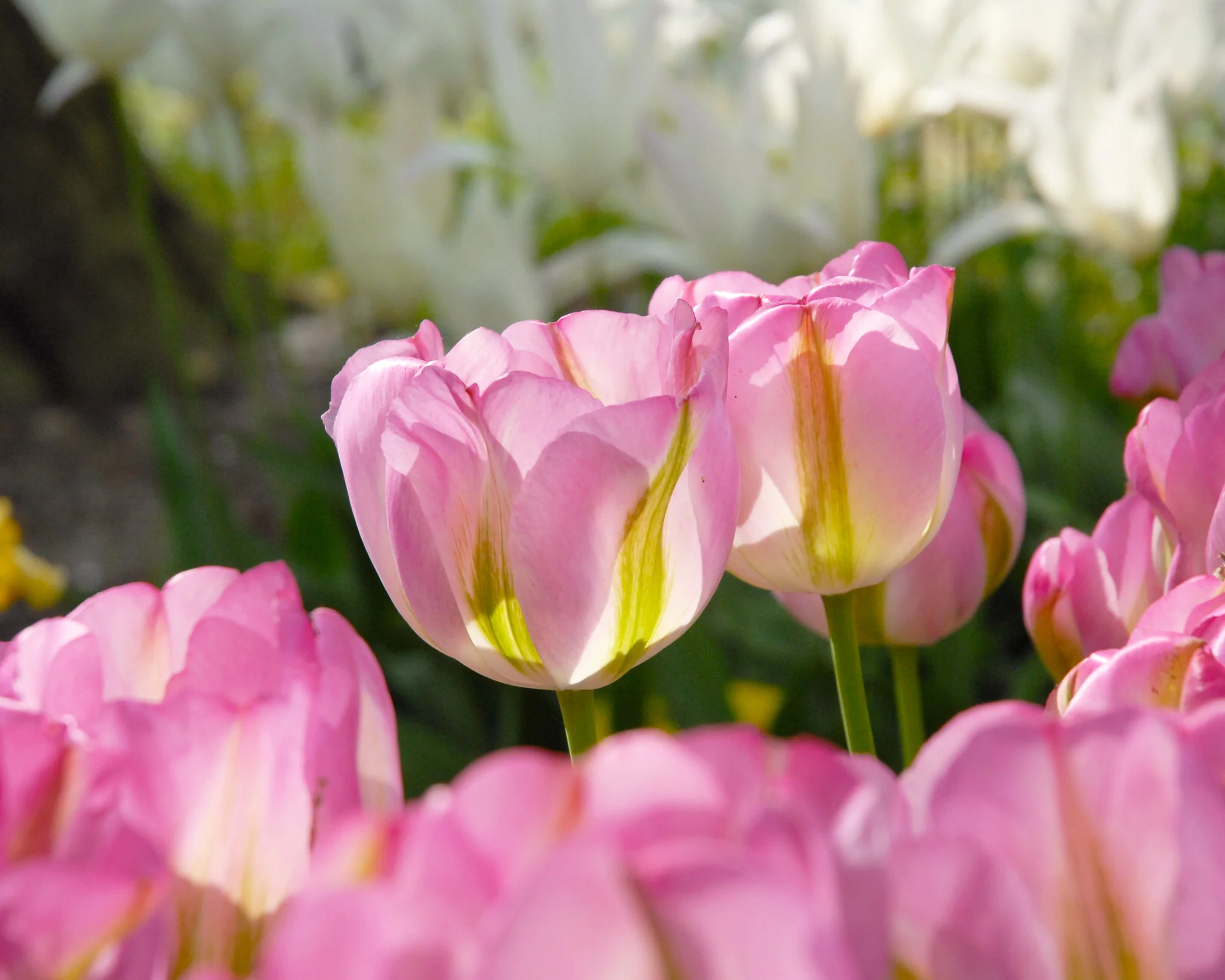 Tulip 'Greenland' - Image 7
