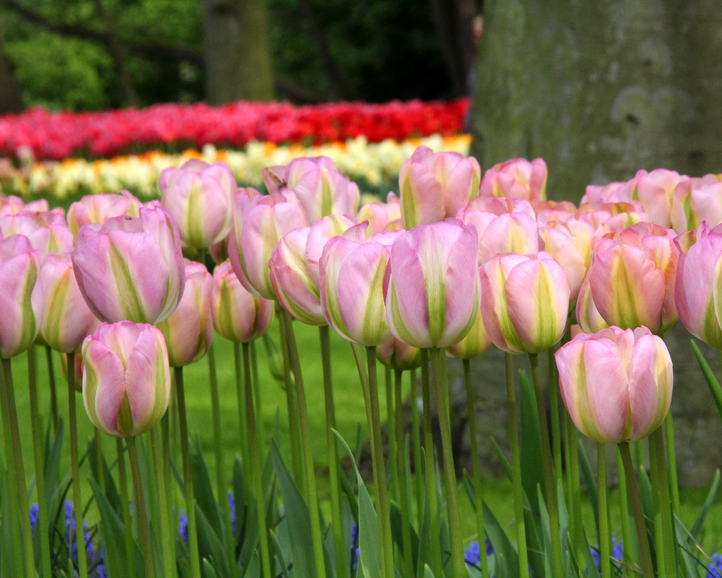 Tulip 'Greenland' - Image 8