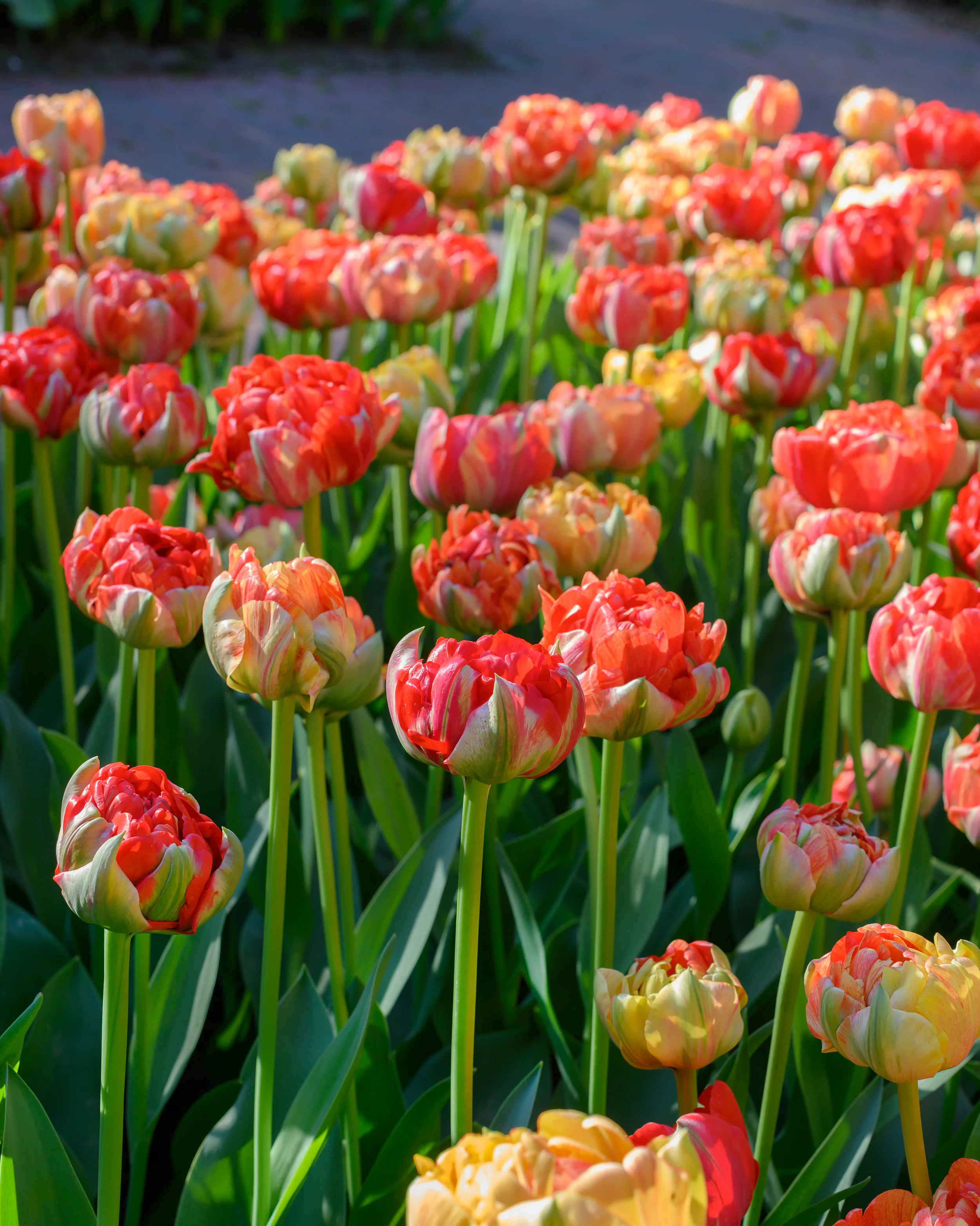 Tulip 'Gudoshnik Double' - Image 11