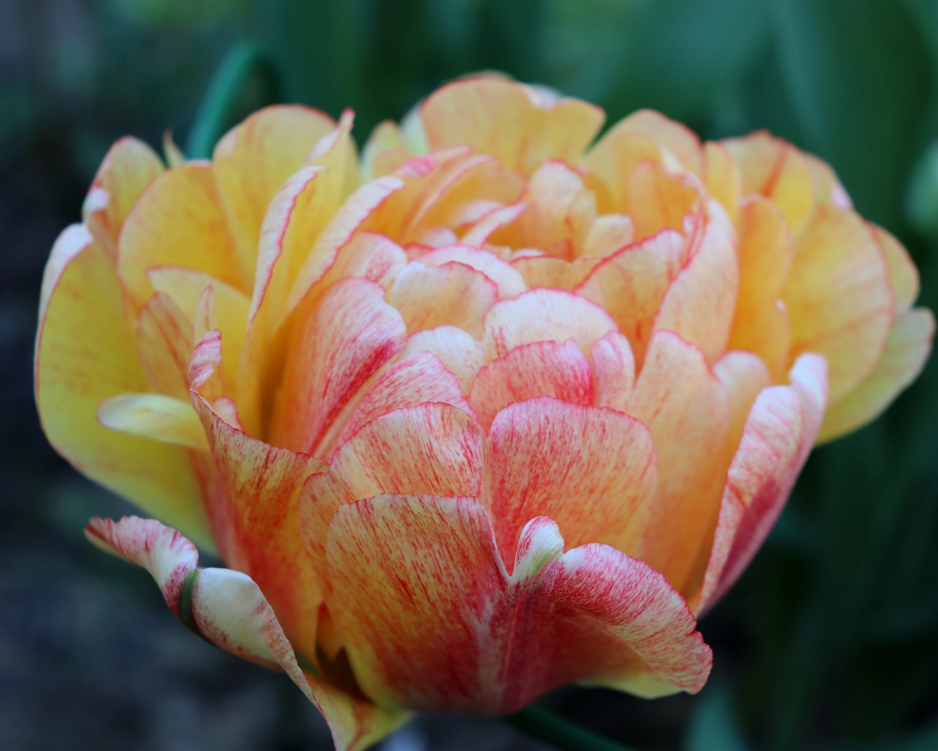 Tulip 'Gudoshnik Double' - Image 13