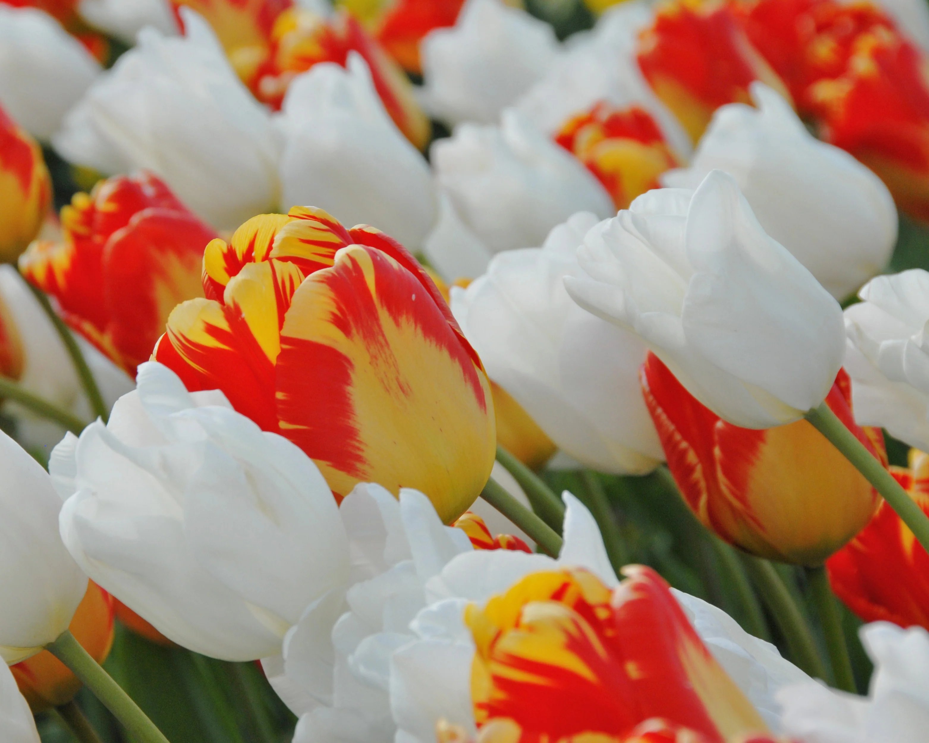 Tulip 'Hakuun' - Image 14