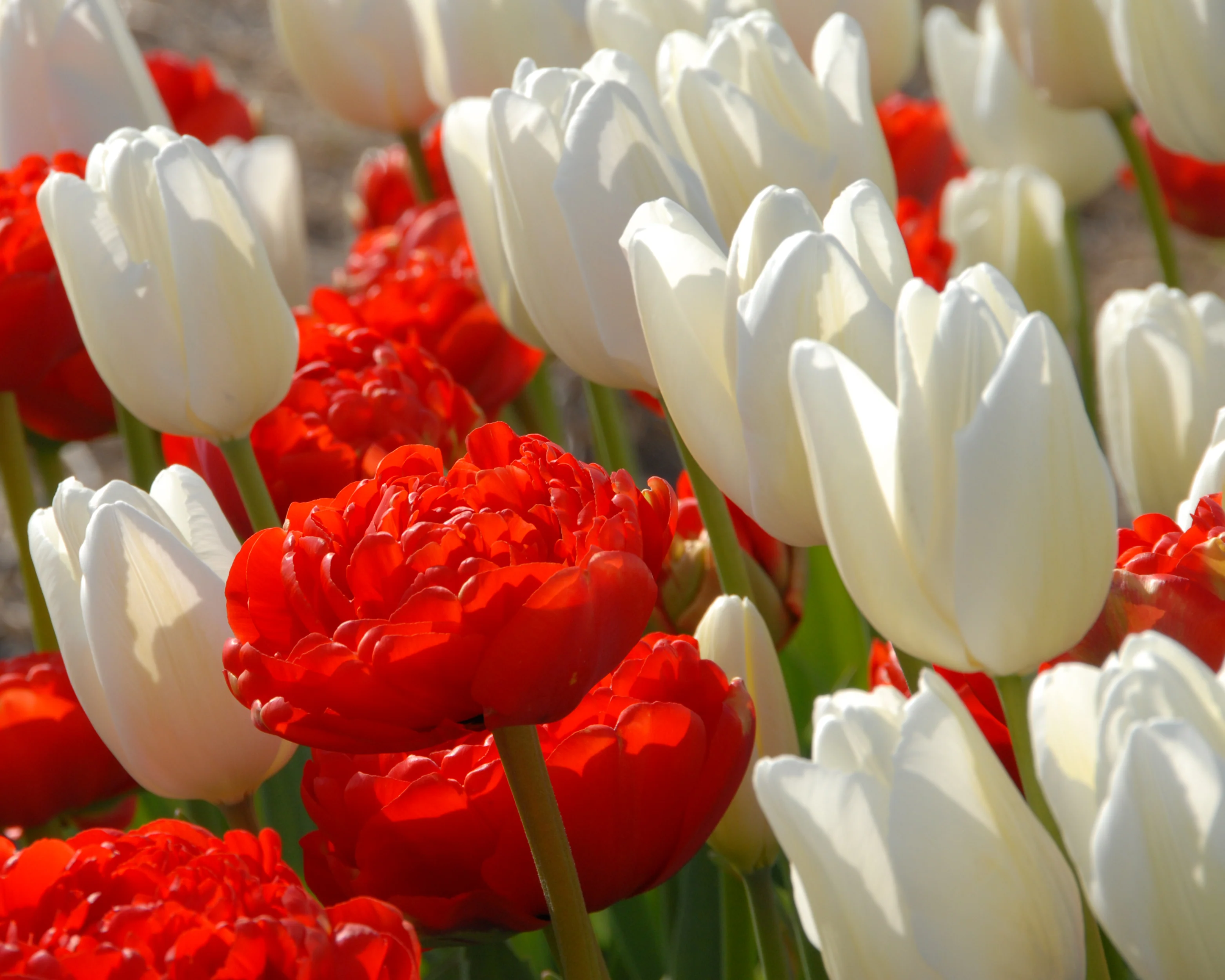 Tulip 'Hakuun' - Image 3