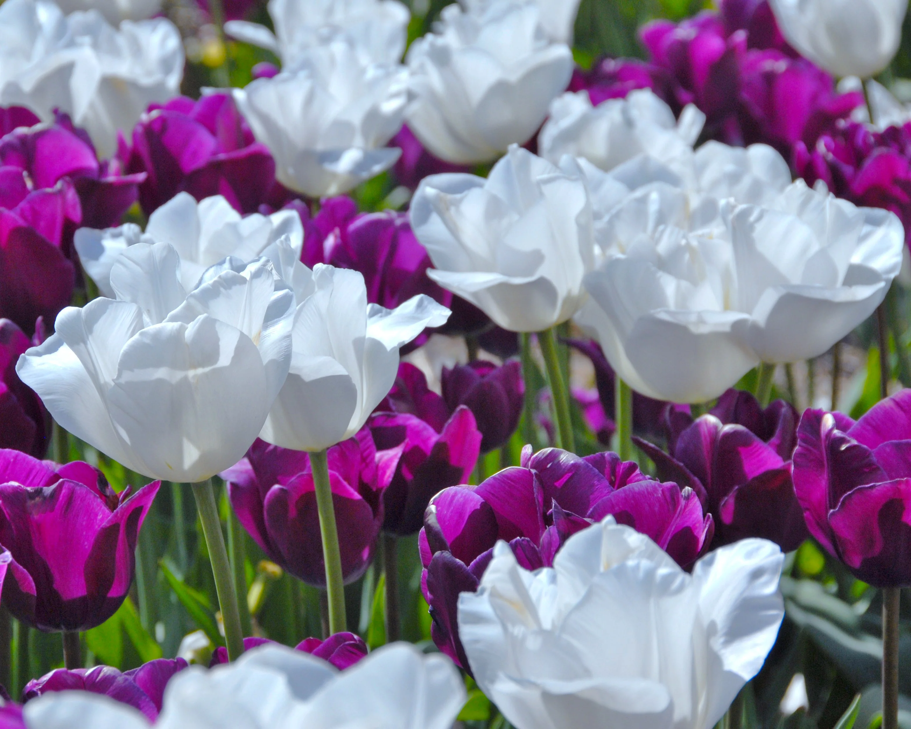 Tulip 'Hakuun' - Image 4