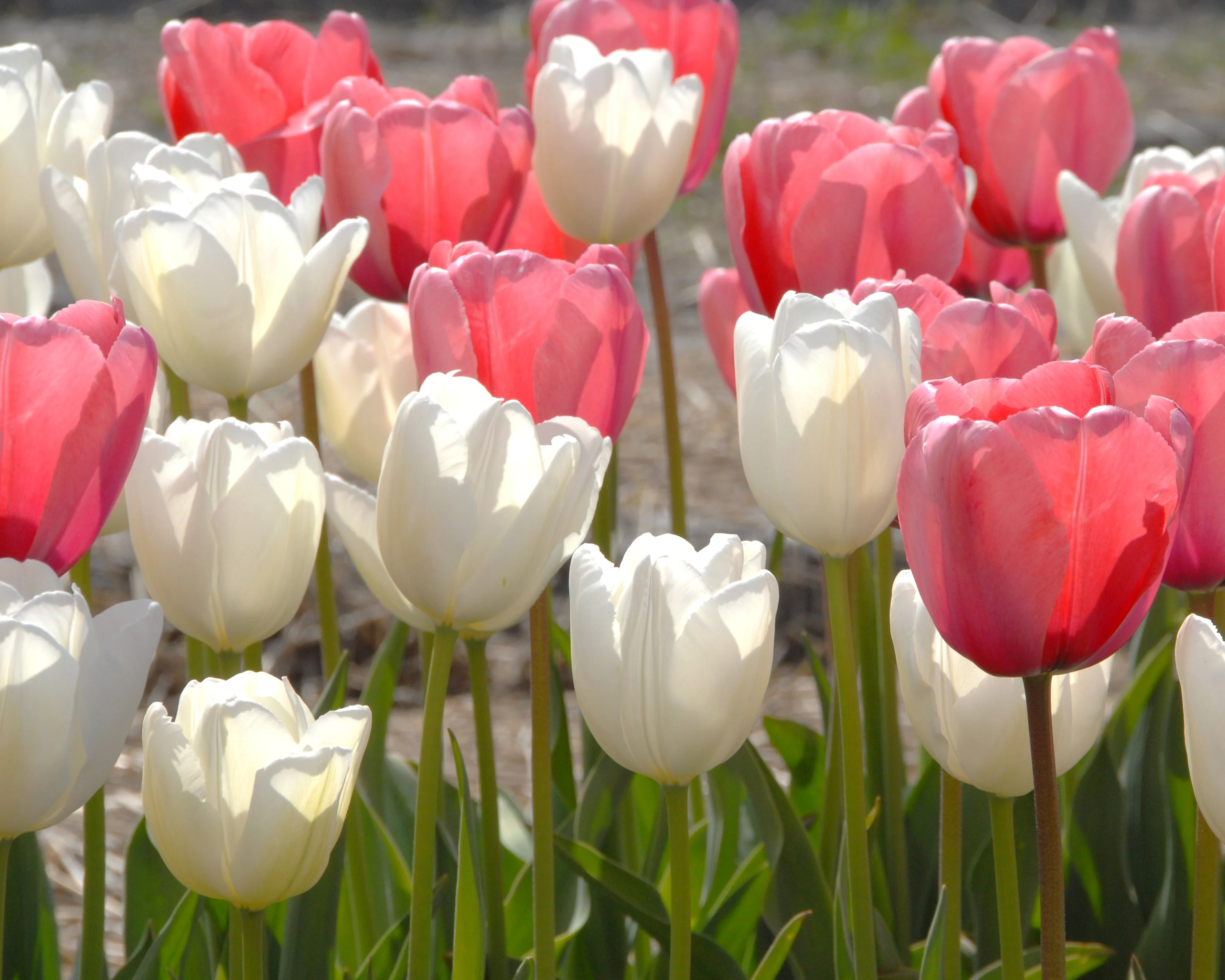 Tulip 'Hakuun' - Image 5