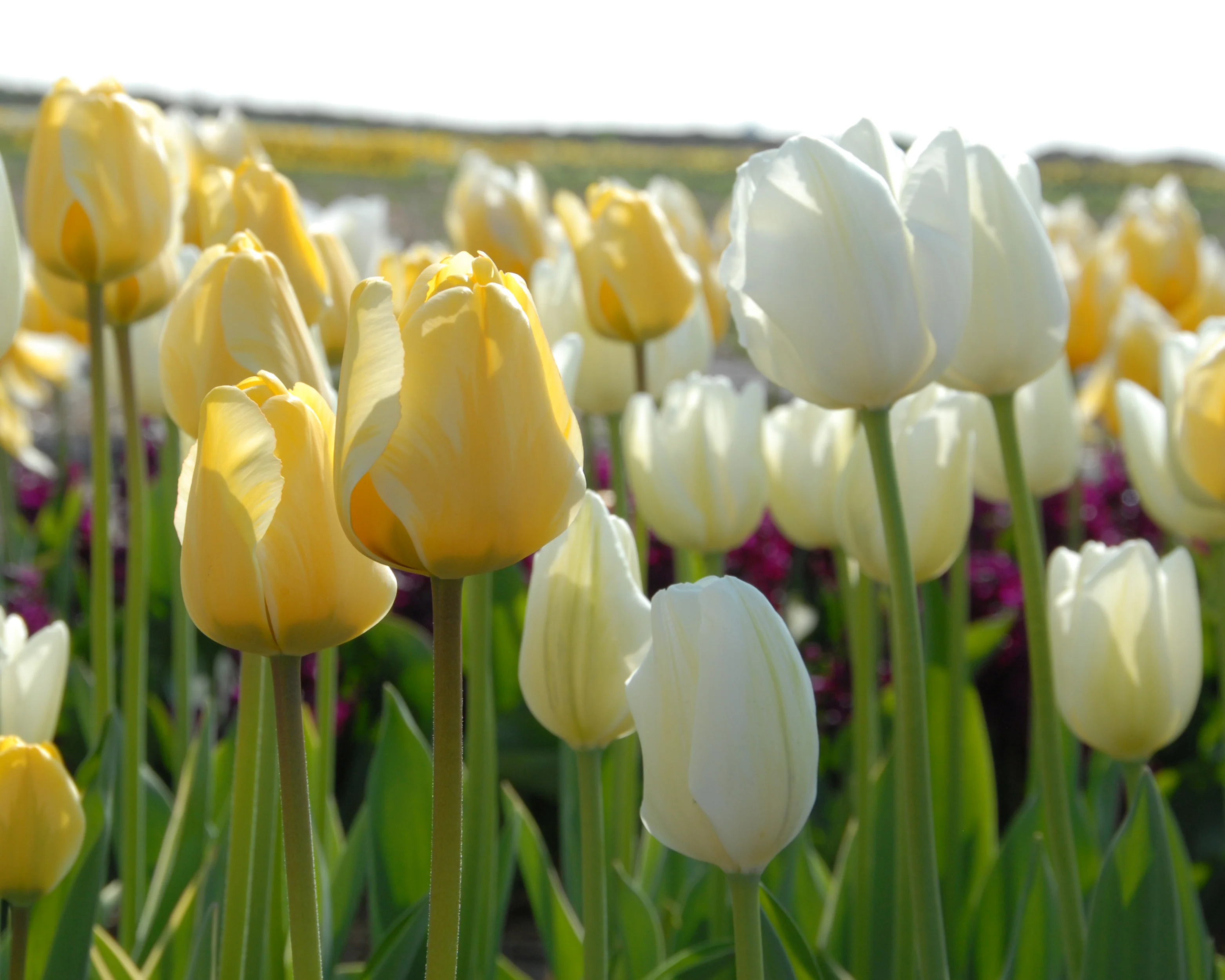 Tulip 'Hakuun' - Image 7