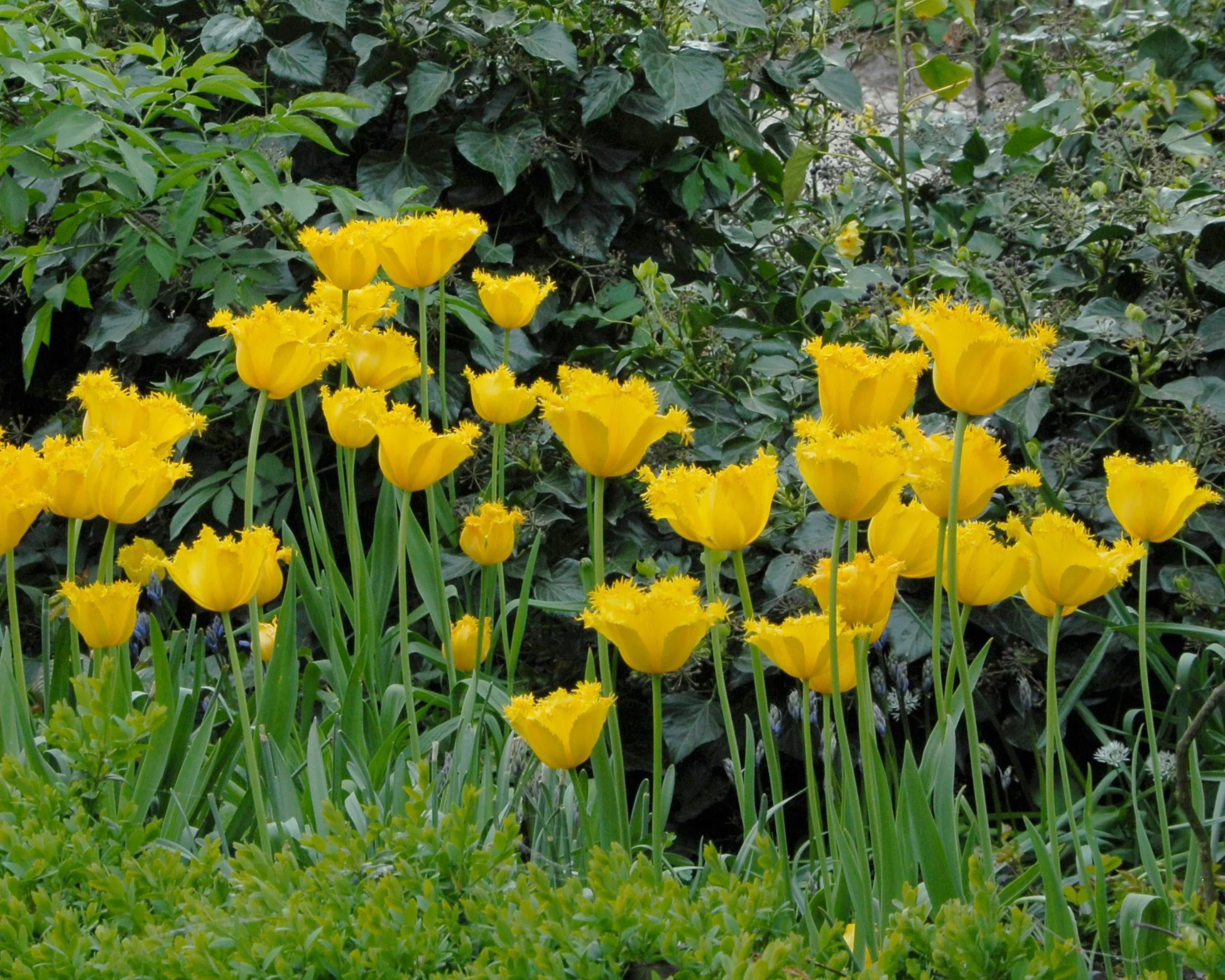 Tulip 'Hamilton' - Image 2