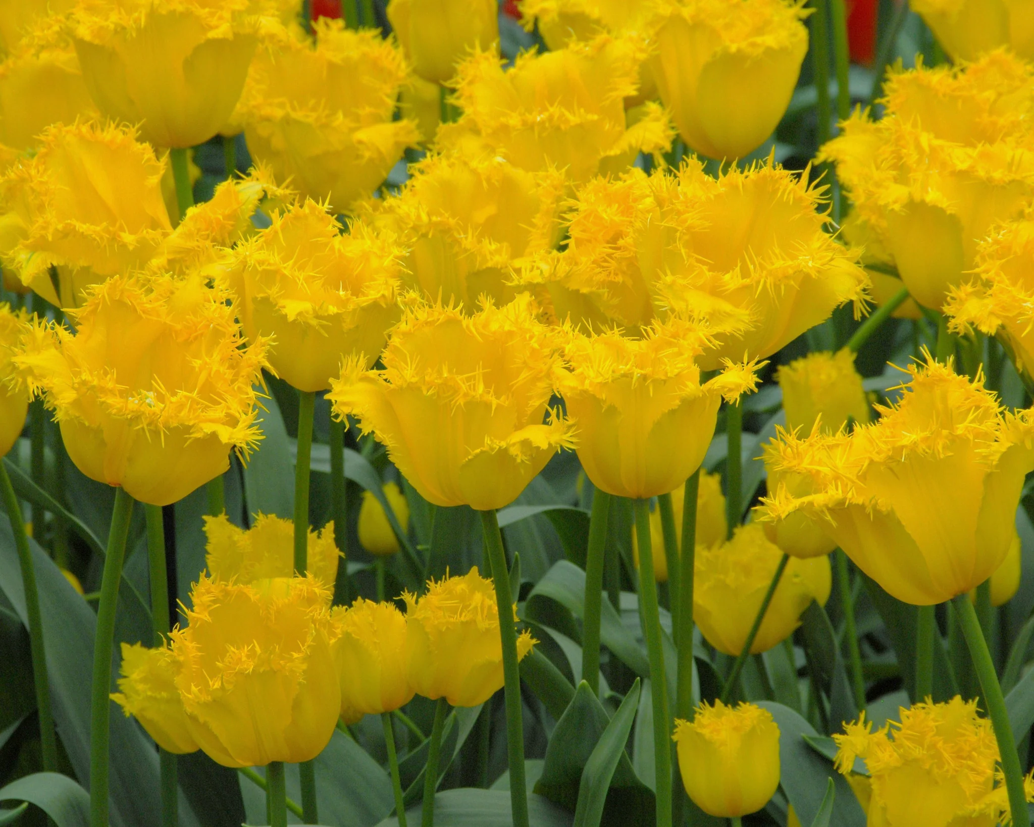 Tulip 'Hamilton' - Image 3