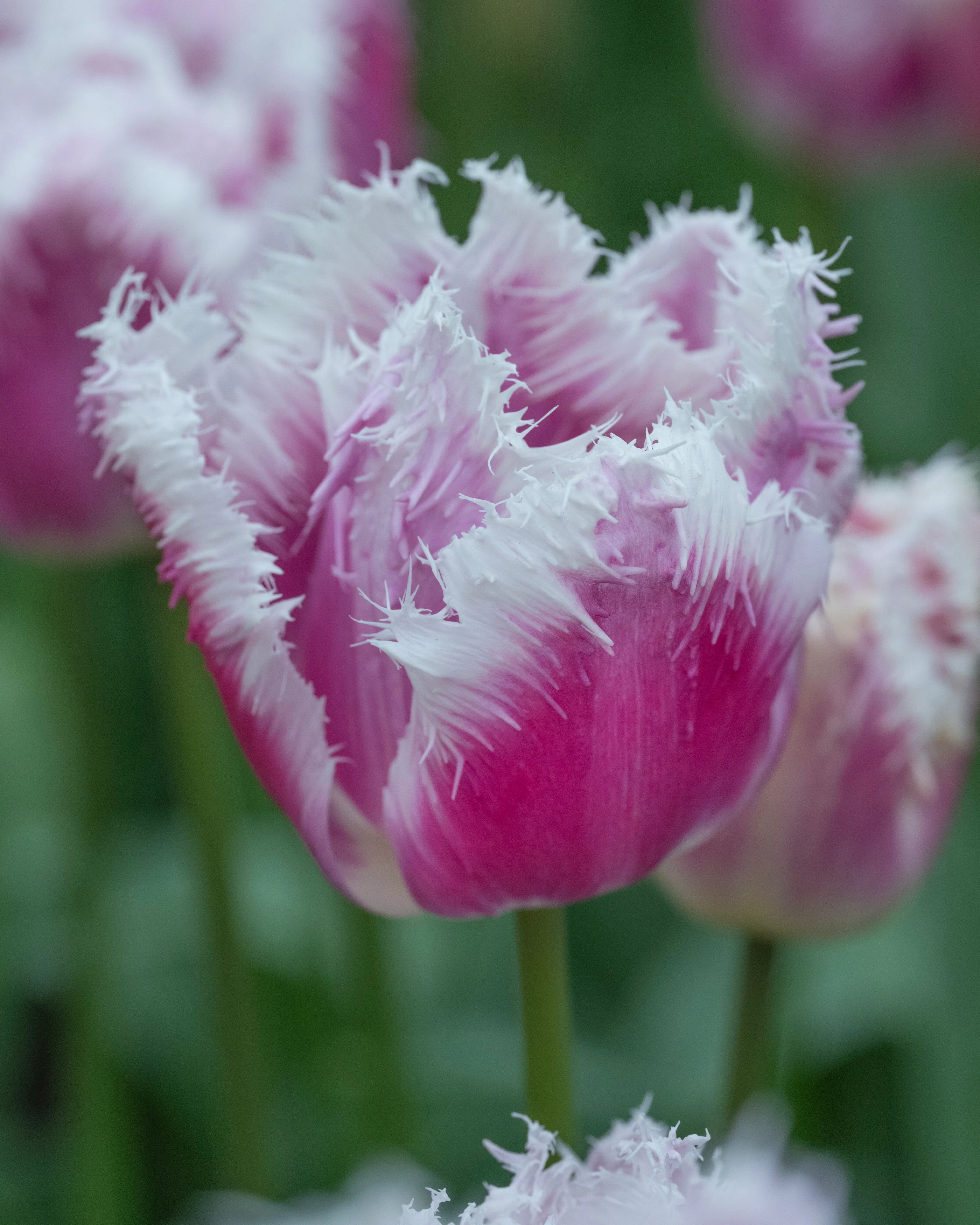 Tulip 'Hawaii' - Image 10