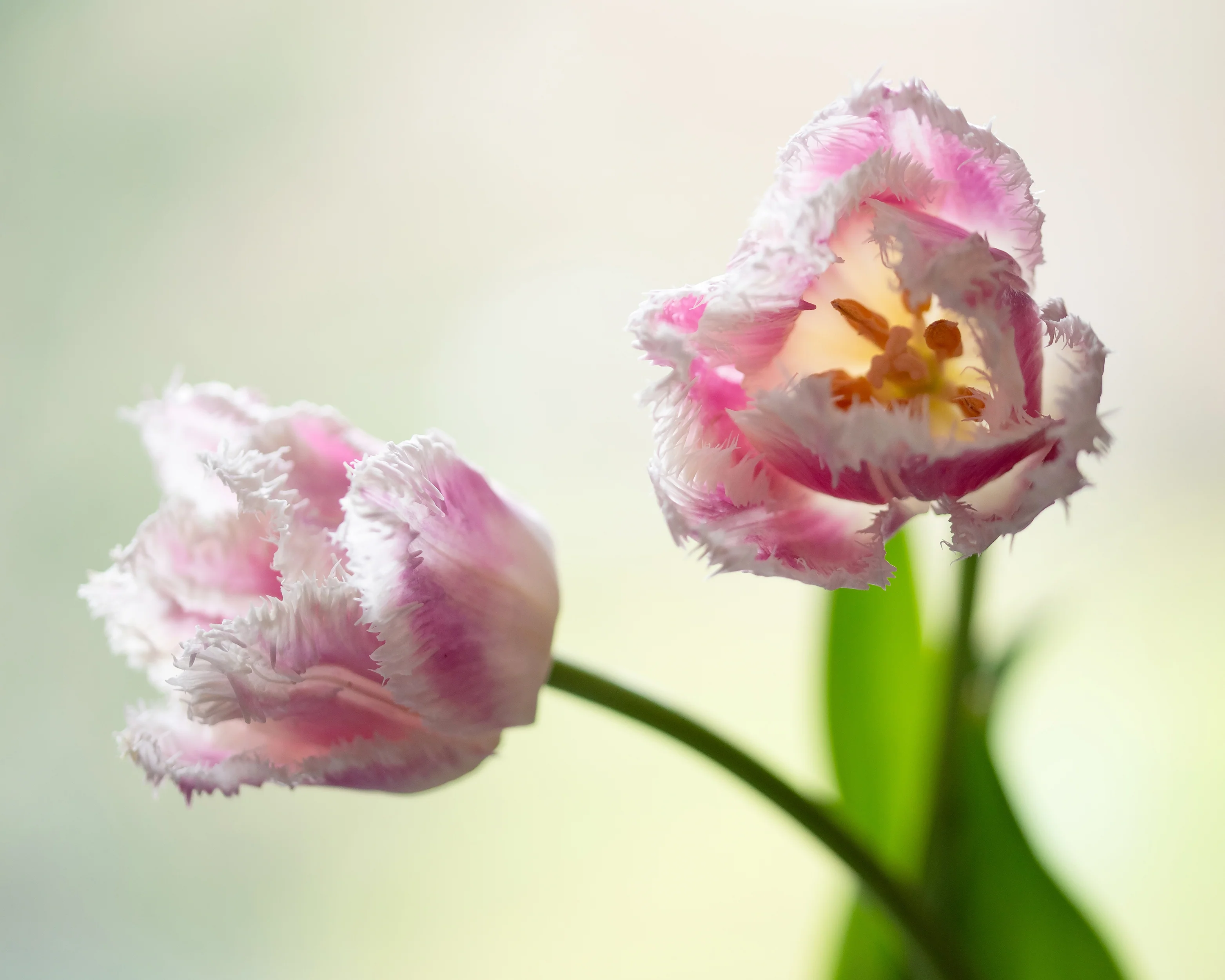Tulip 'Hawaii' - Image 5