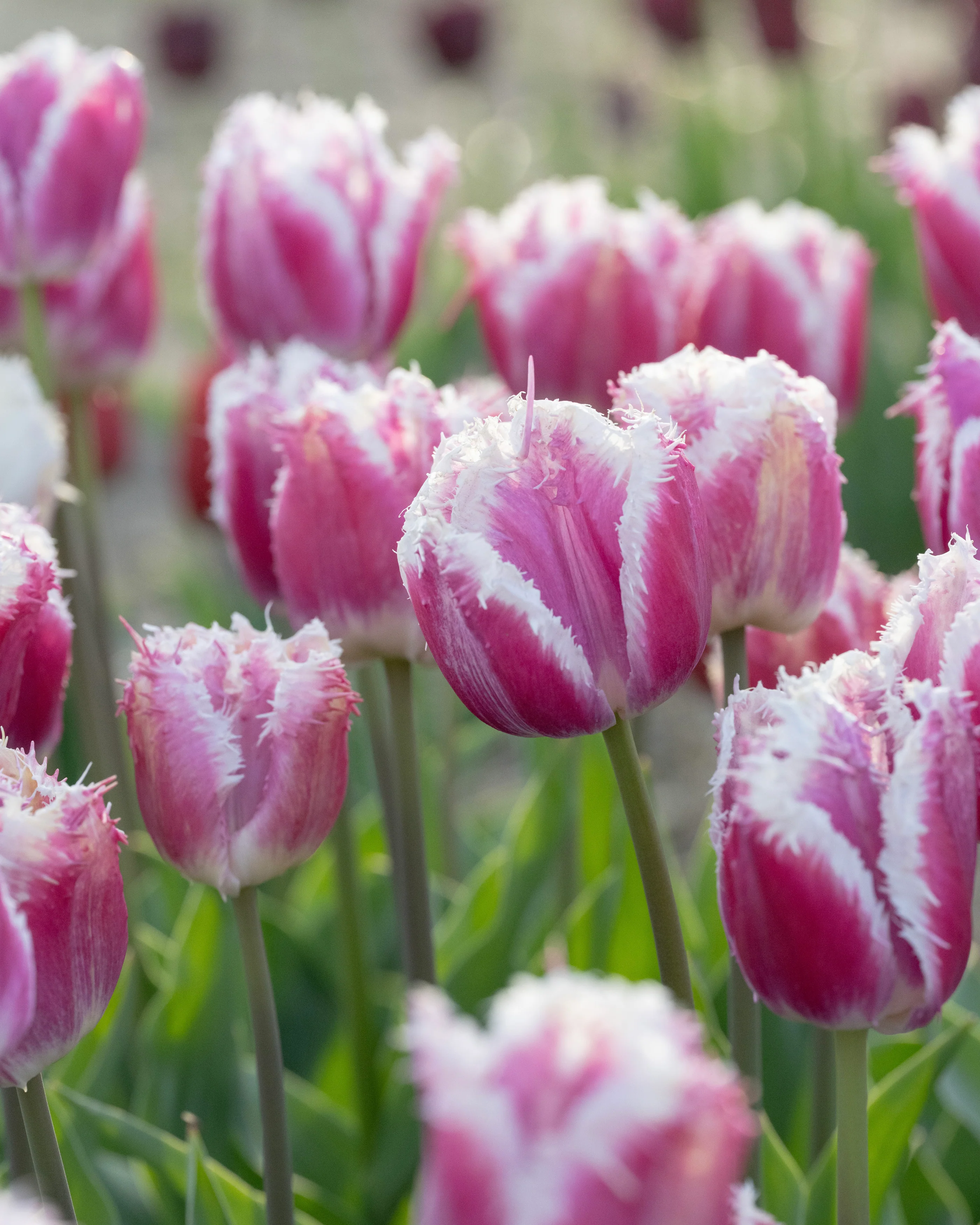 Tulip 'Hawaii' - Image 6