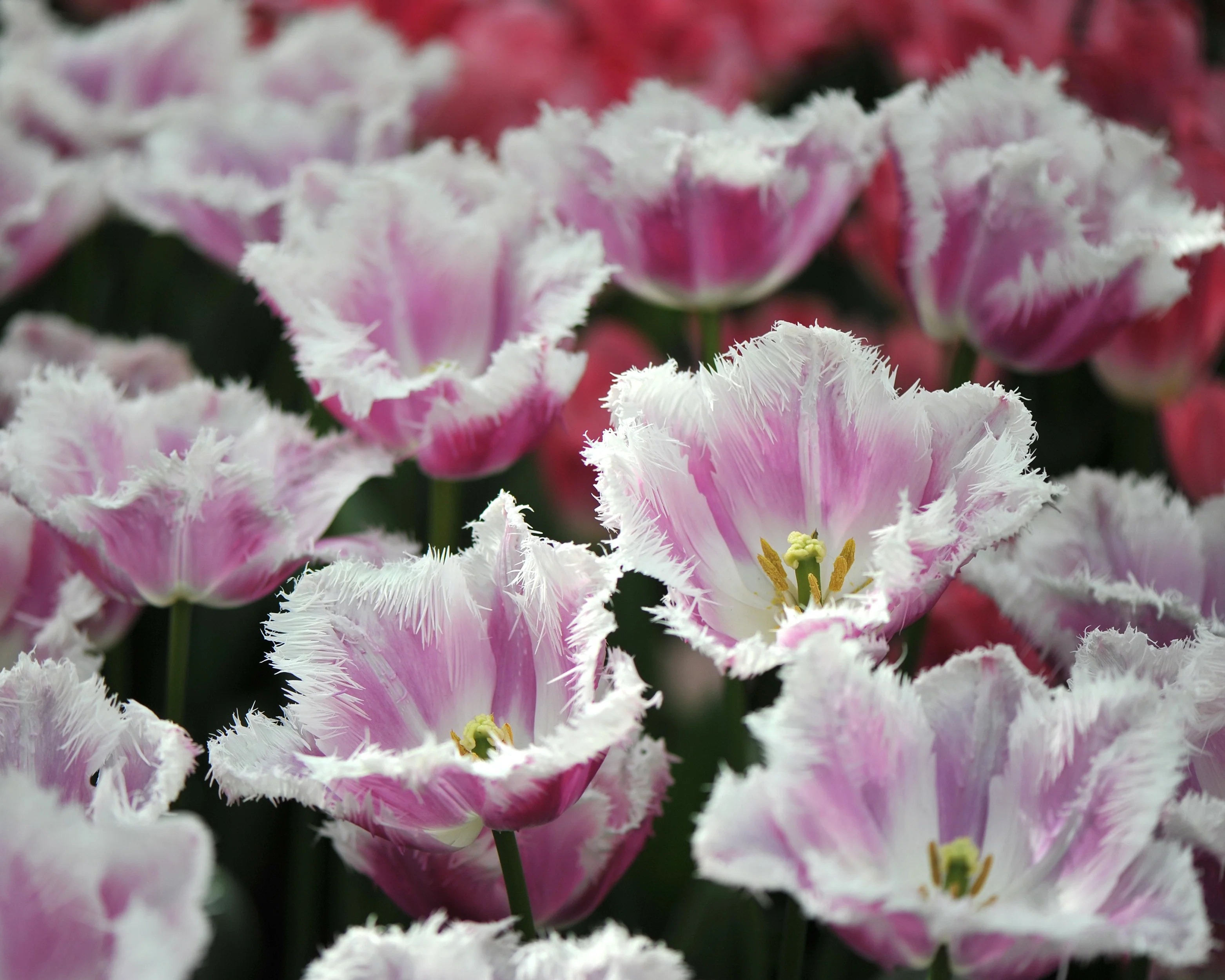 Tulip 'Hawaii' - Image 7