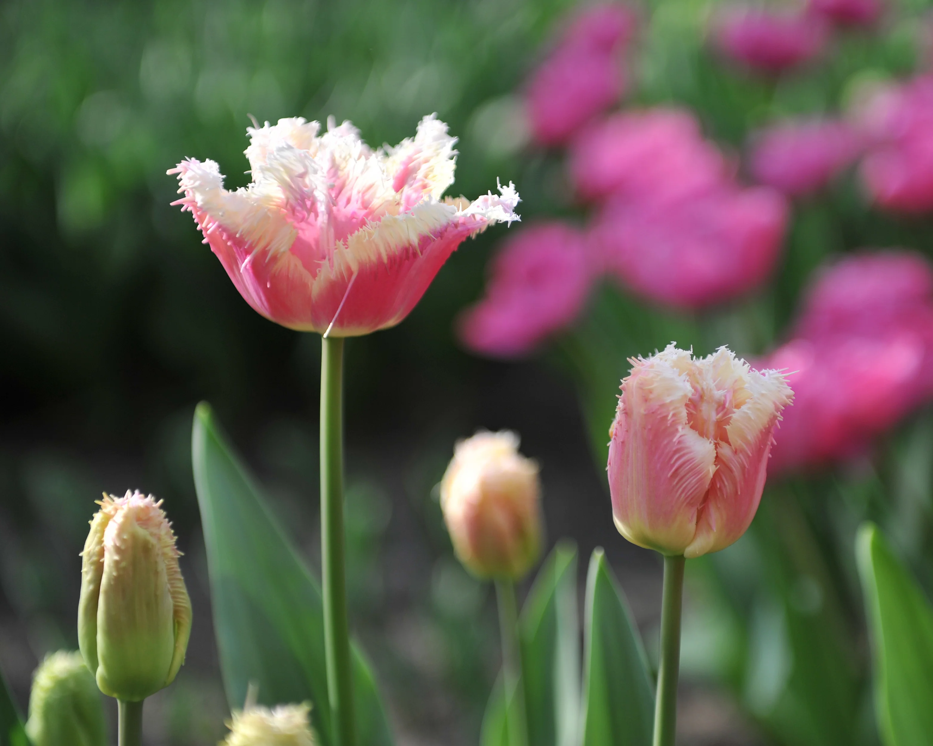 Tulip 'Hawaii' - Image 9