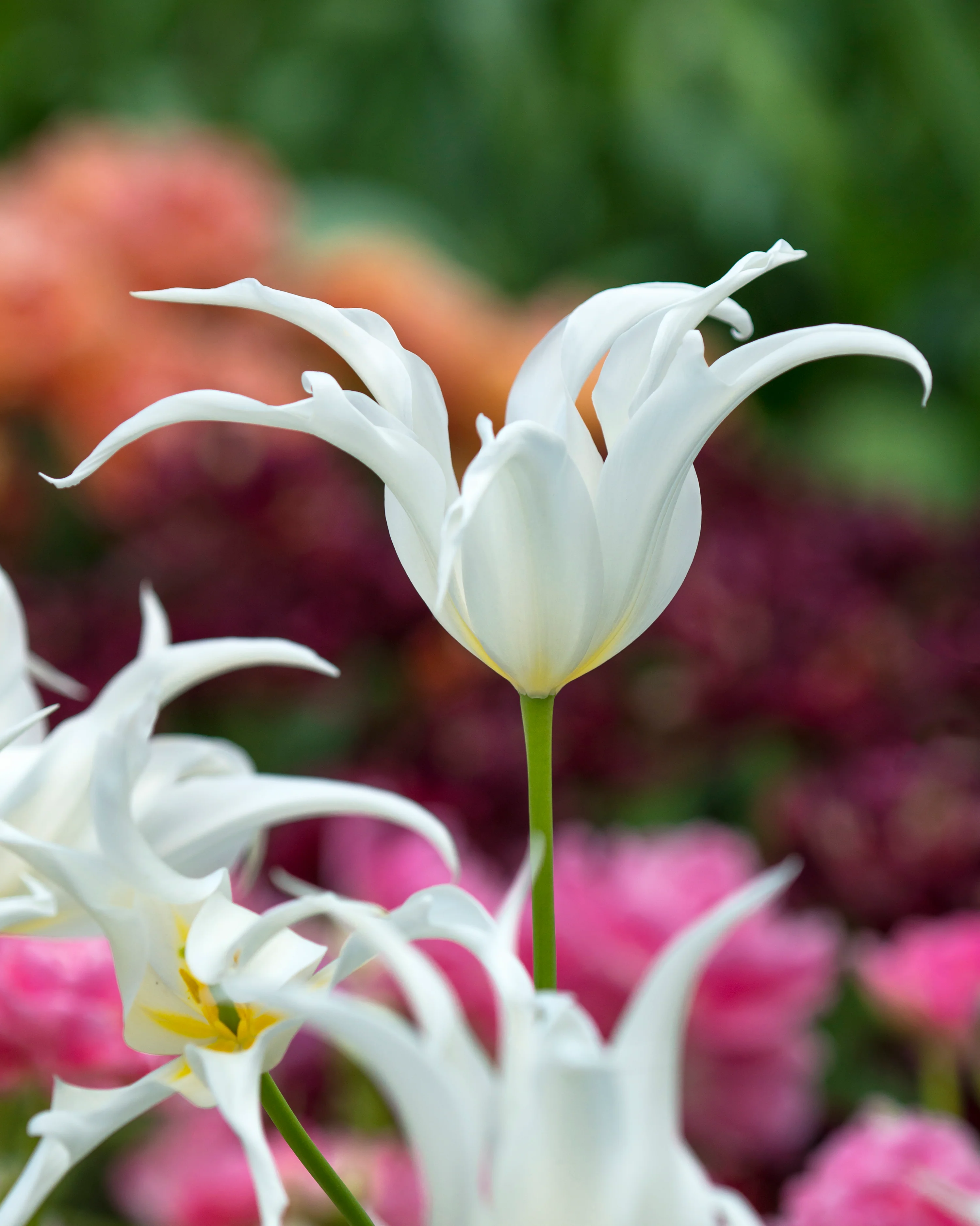 Tulip 'Healthcare'