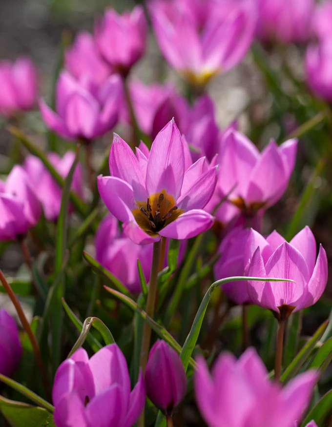 Tulip humilis 'Helene' - Image 7