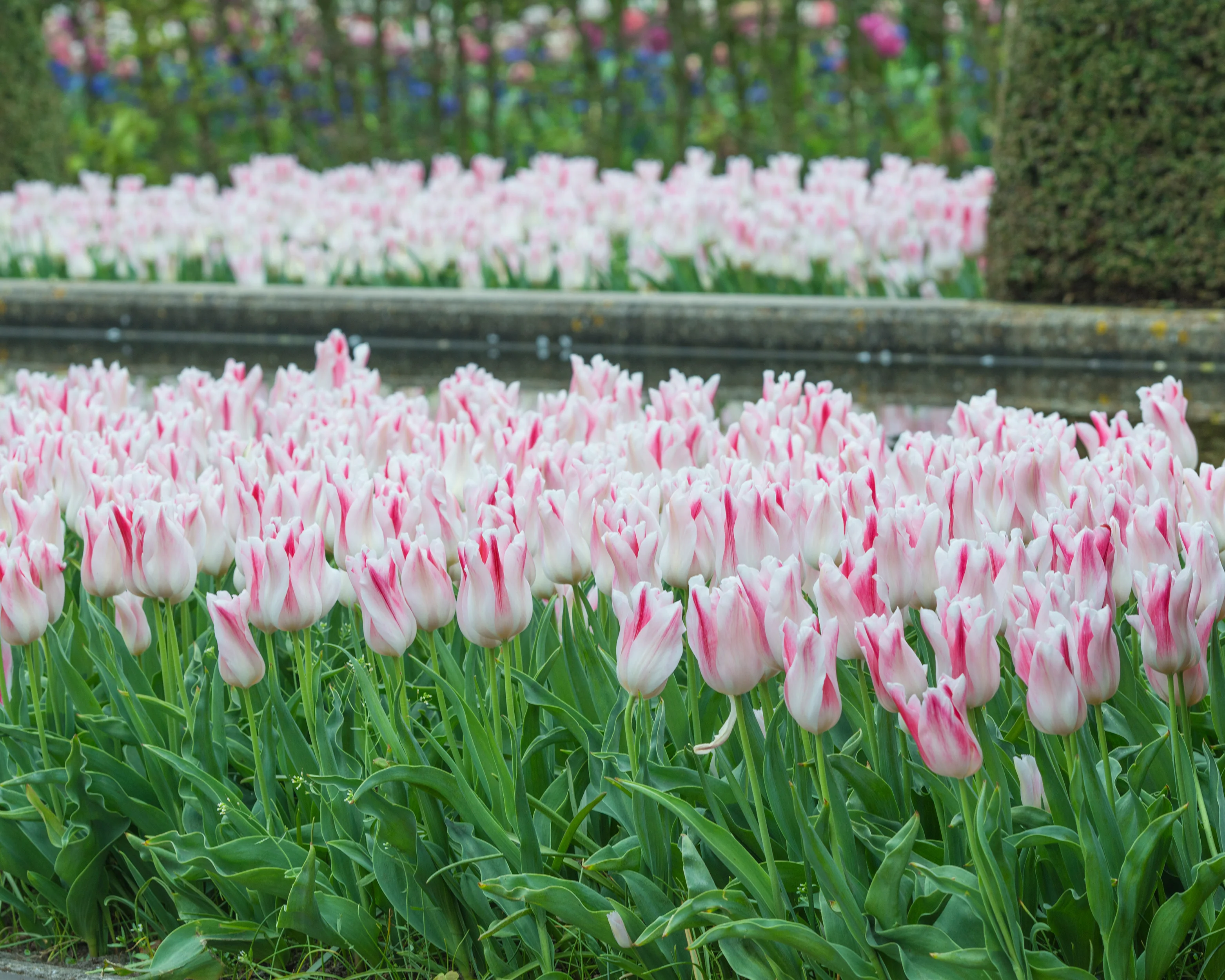 Tulip 'Holland Chic' - Image 2