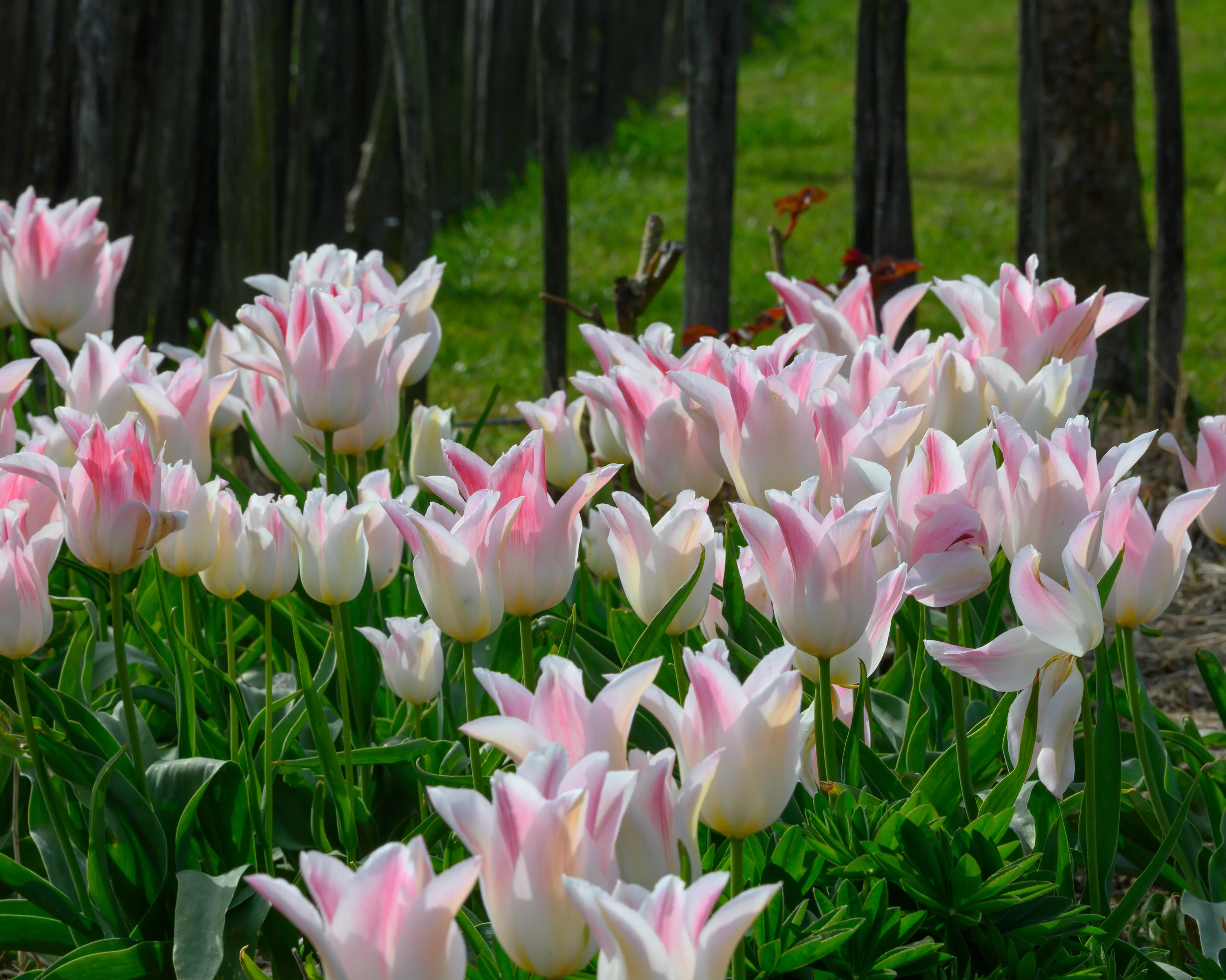 Tulip 'Holland Chic' - Image 8