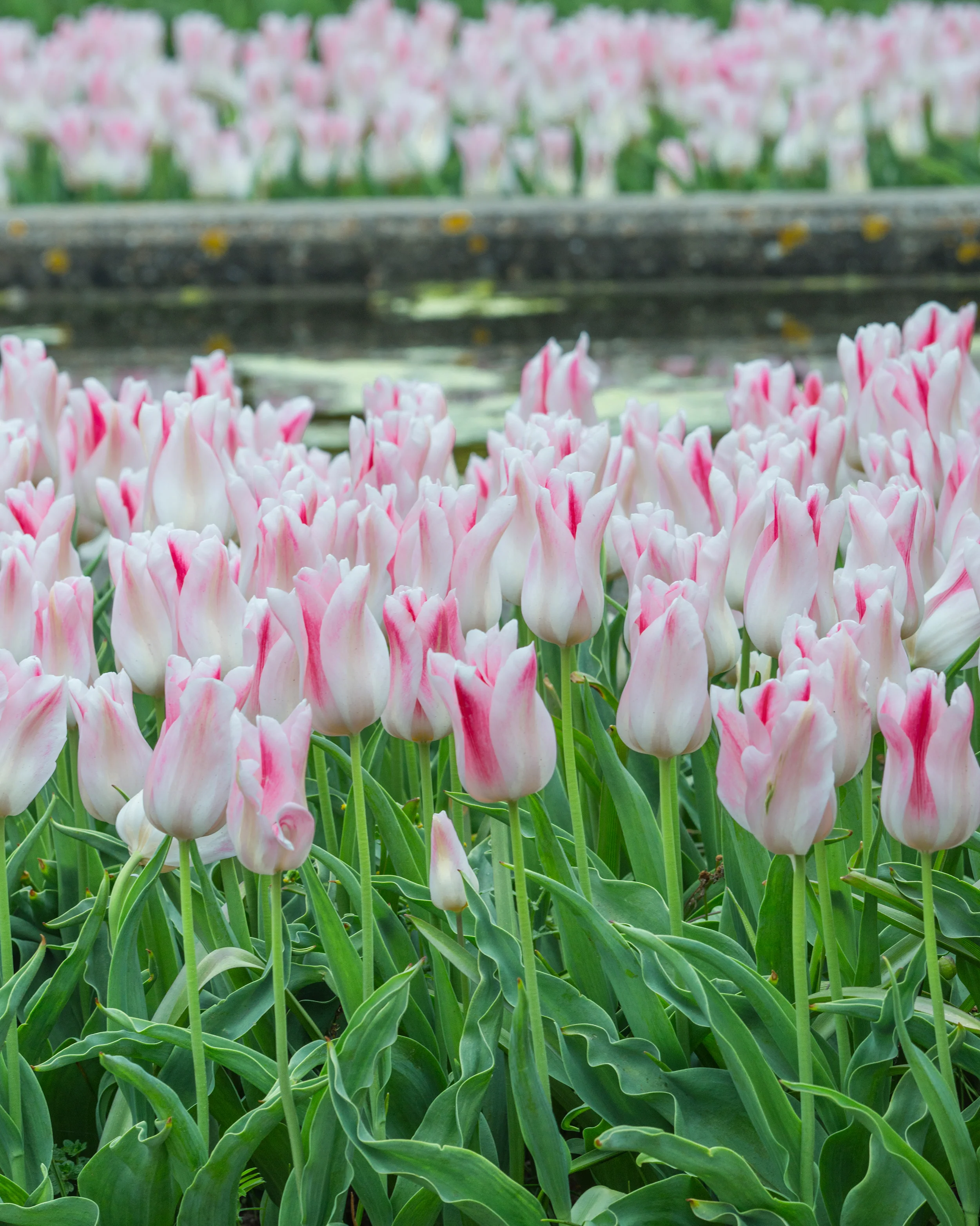 Tulip 'Holland Chic' - Image 9