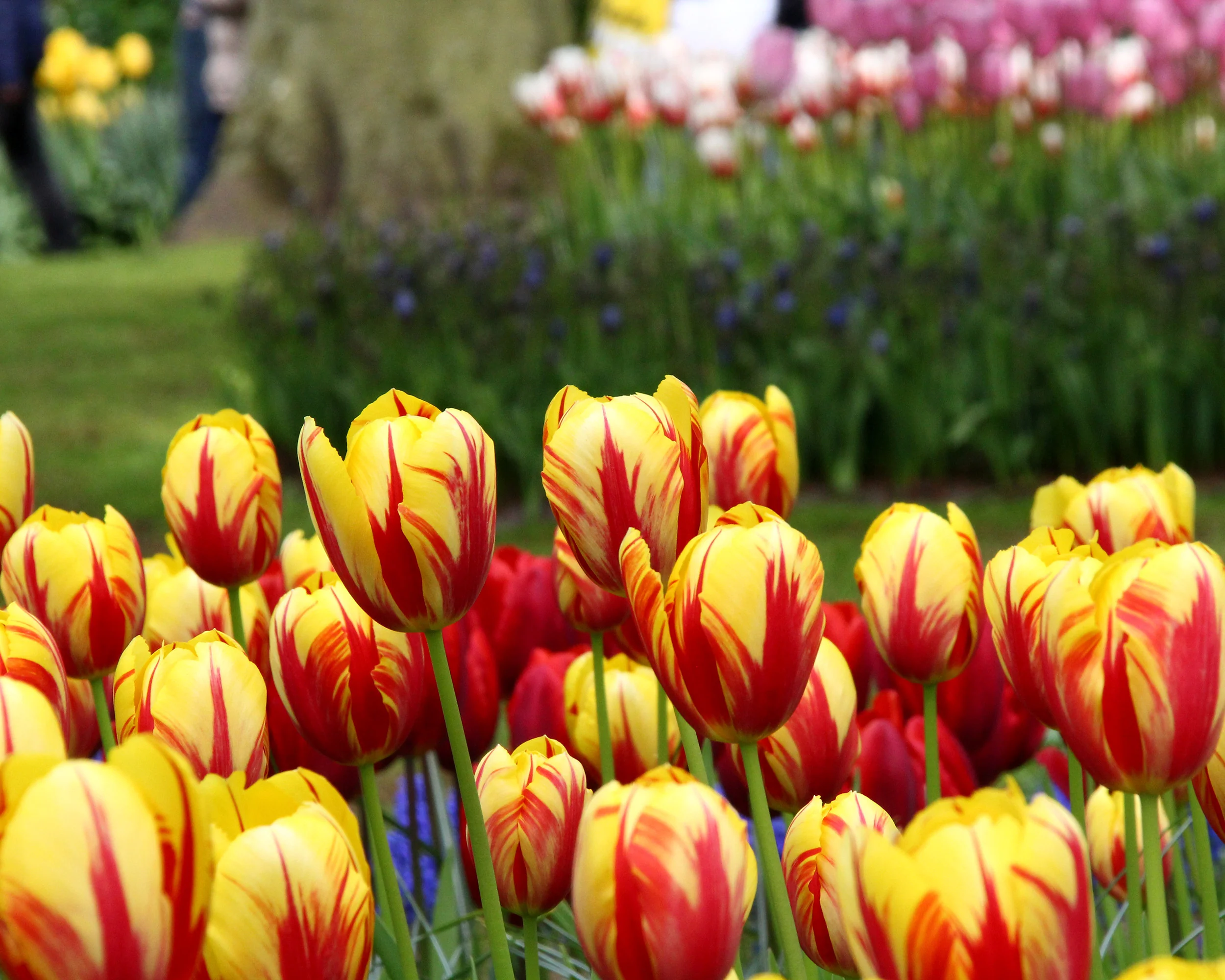 Tulip 'Holland Queen' - Image 6