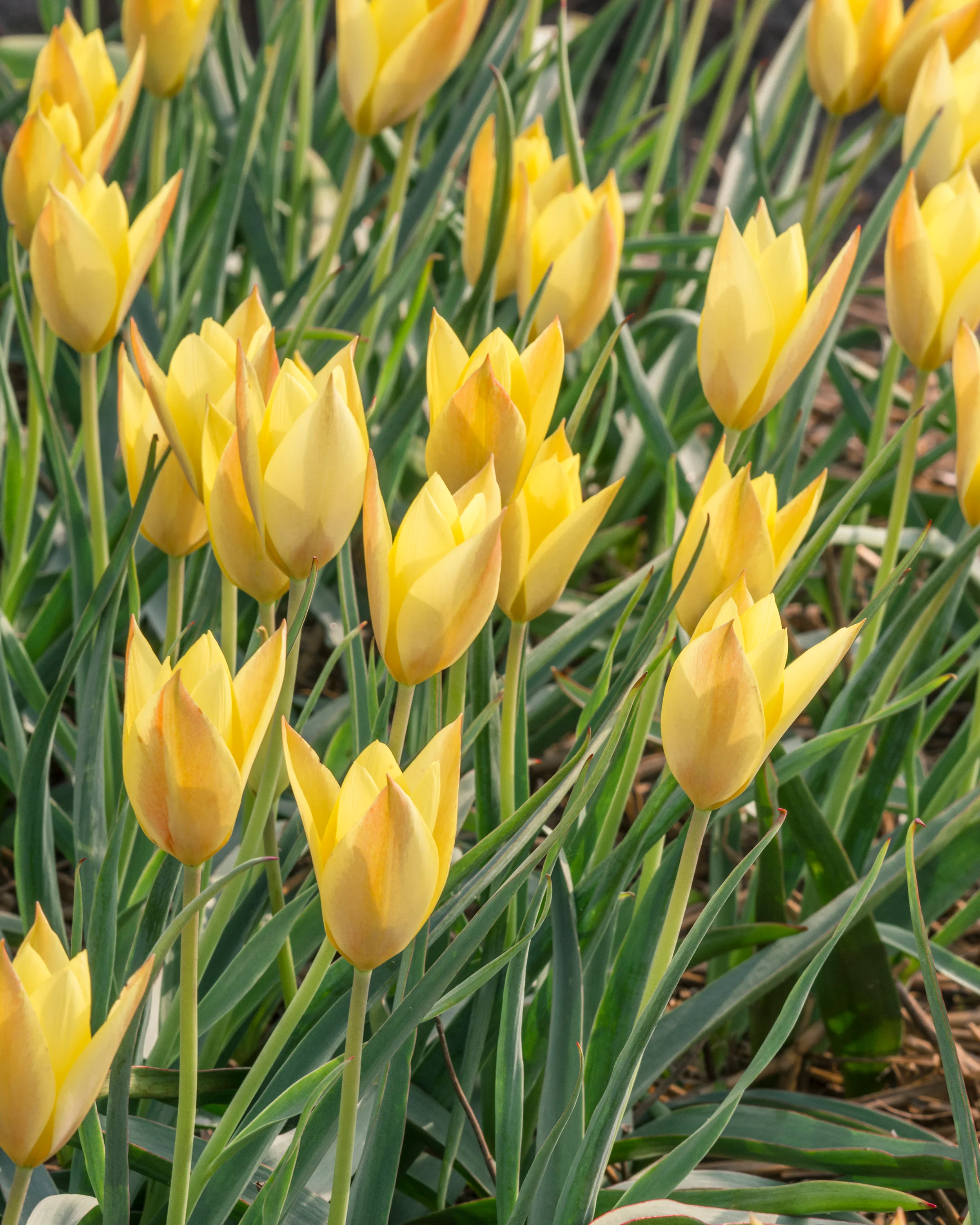 Tulip 'Honky Tonk' - Image 10