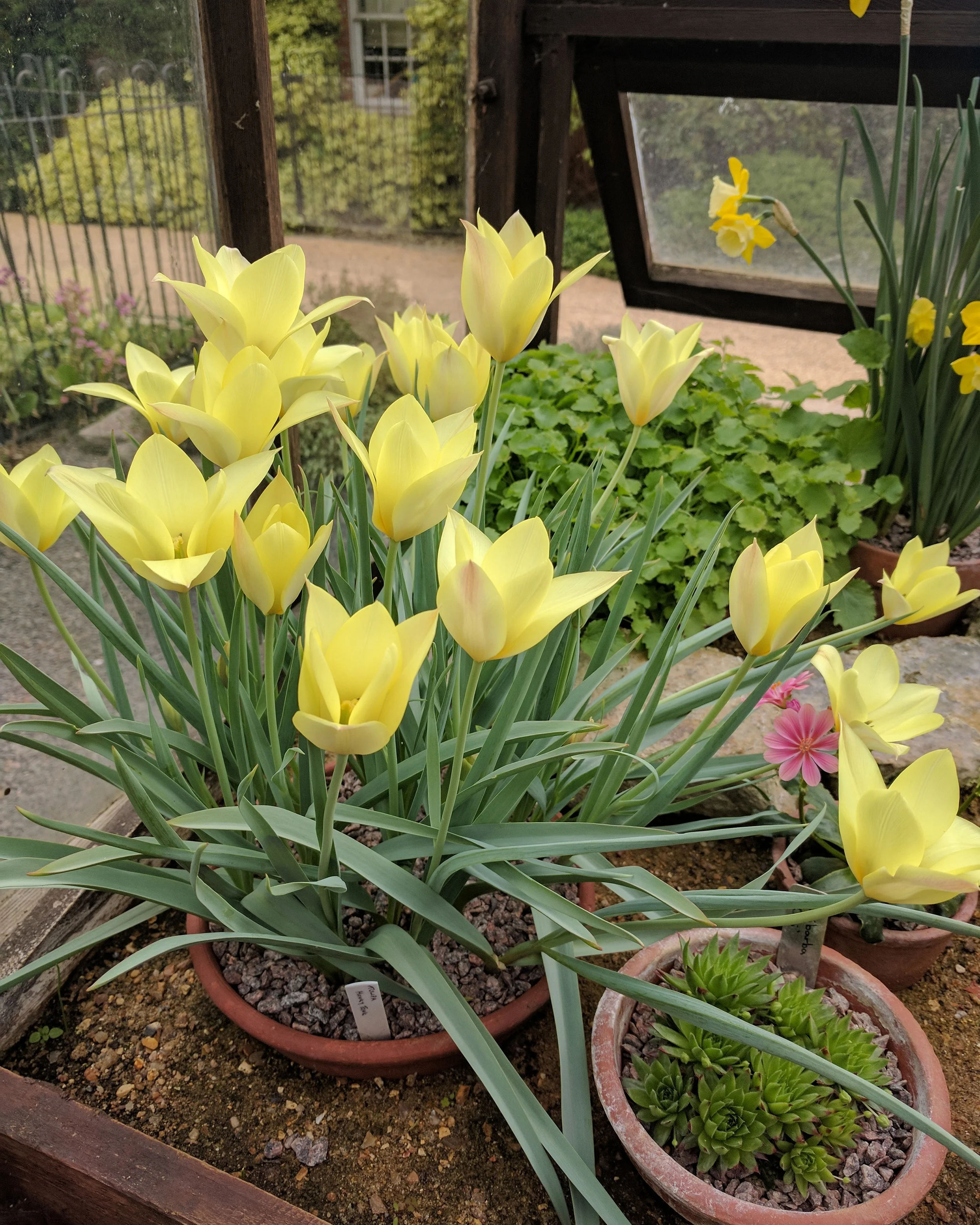 Tulip 'Honky Tonk' - Image 11