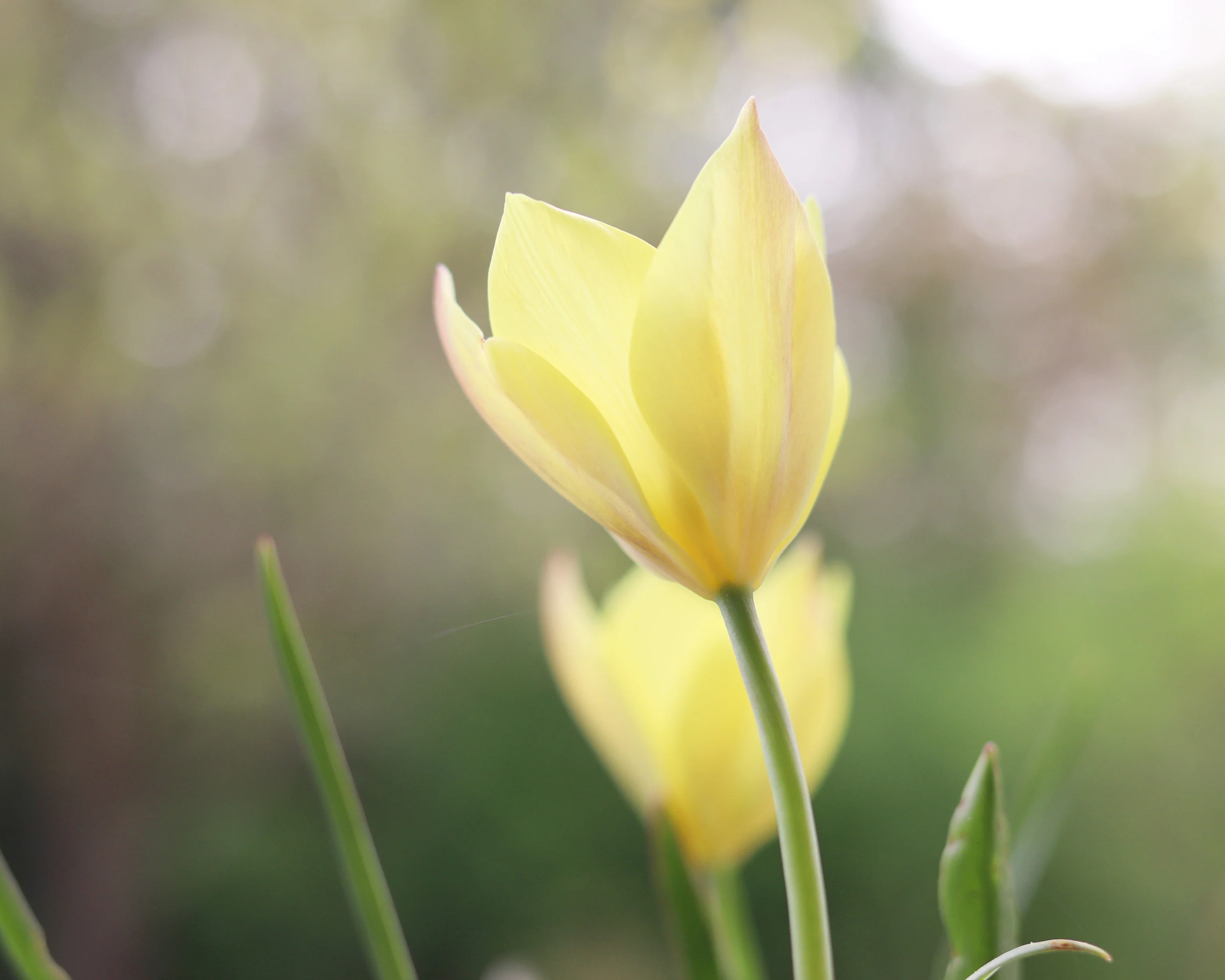 Tulip 'Honky Tonk' - Image 12