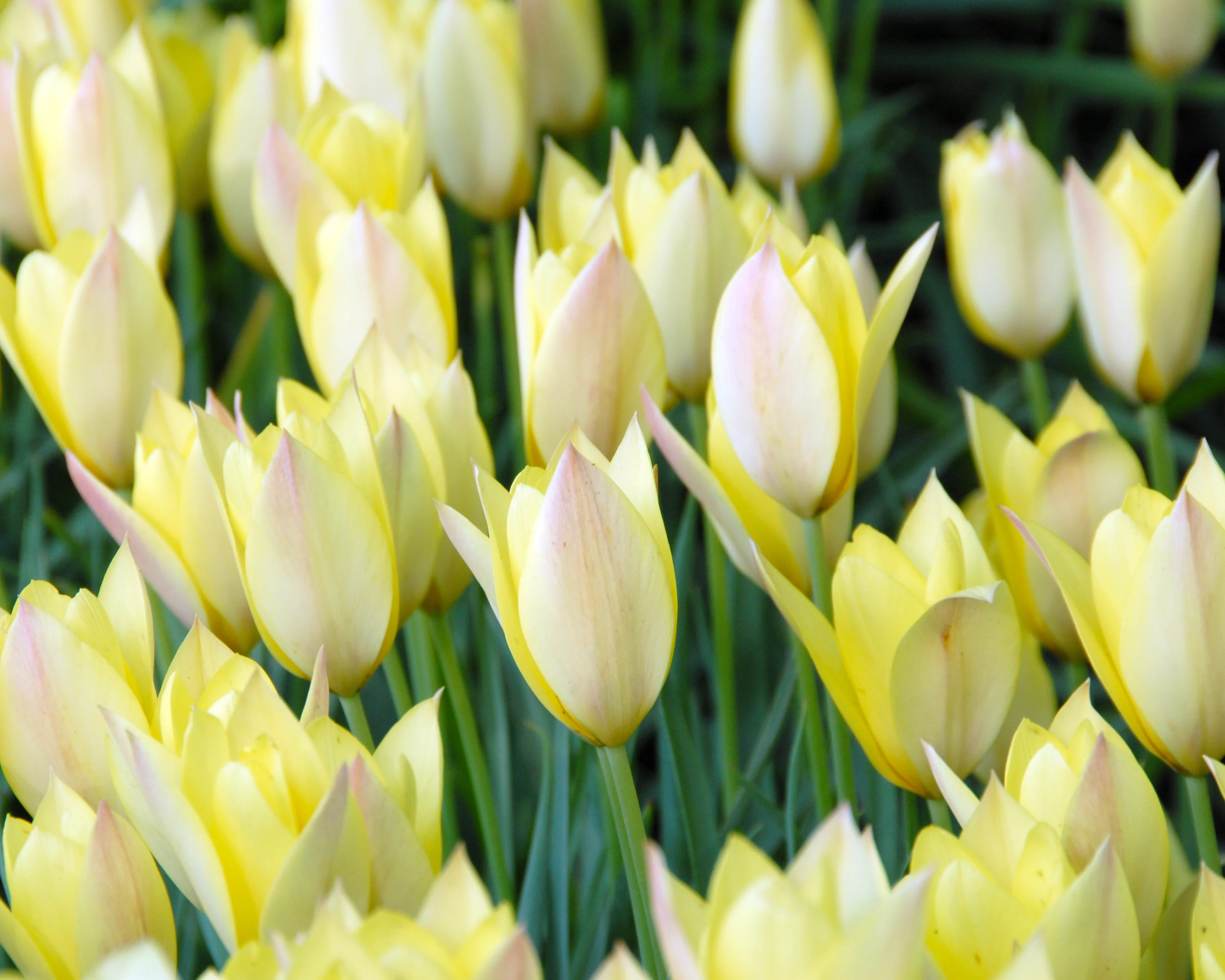 Tulip 'Honky Tonk' - Image 2