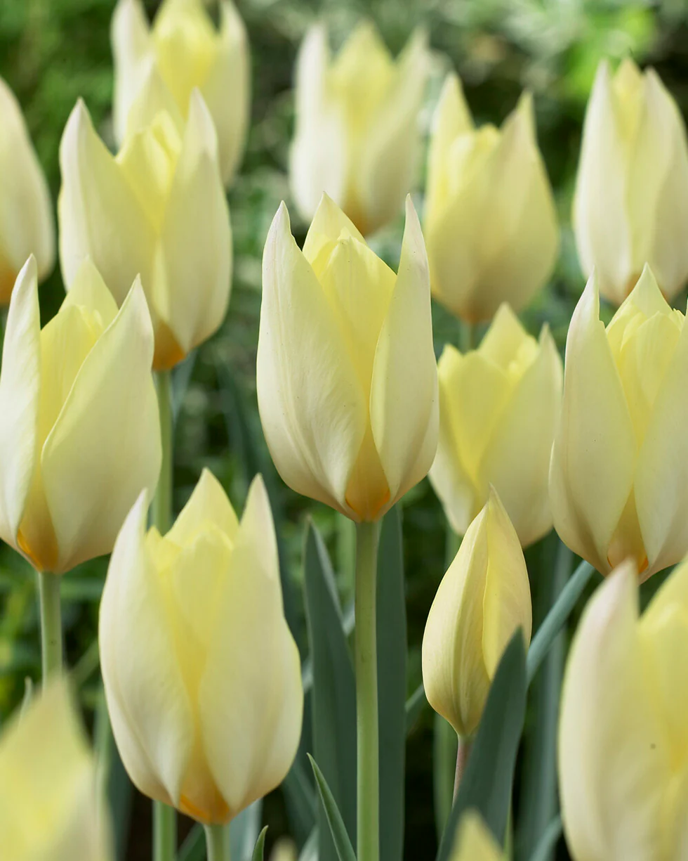 Tulip 'Honky Tonk' - Image 4