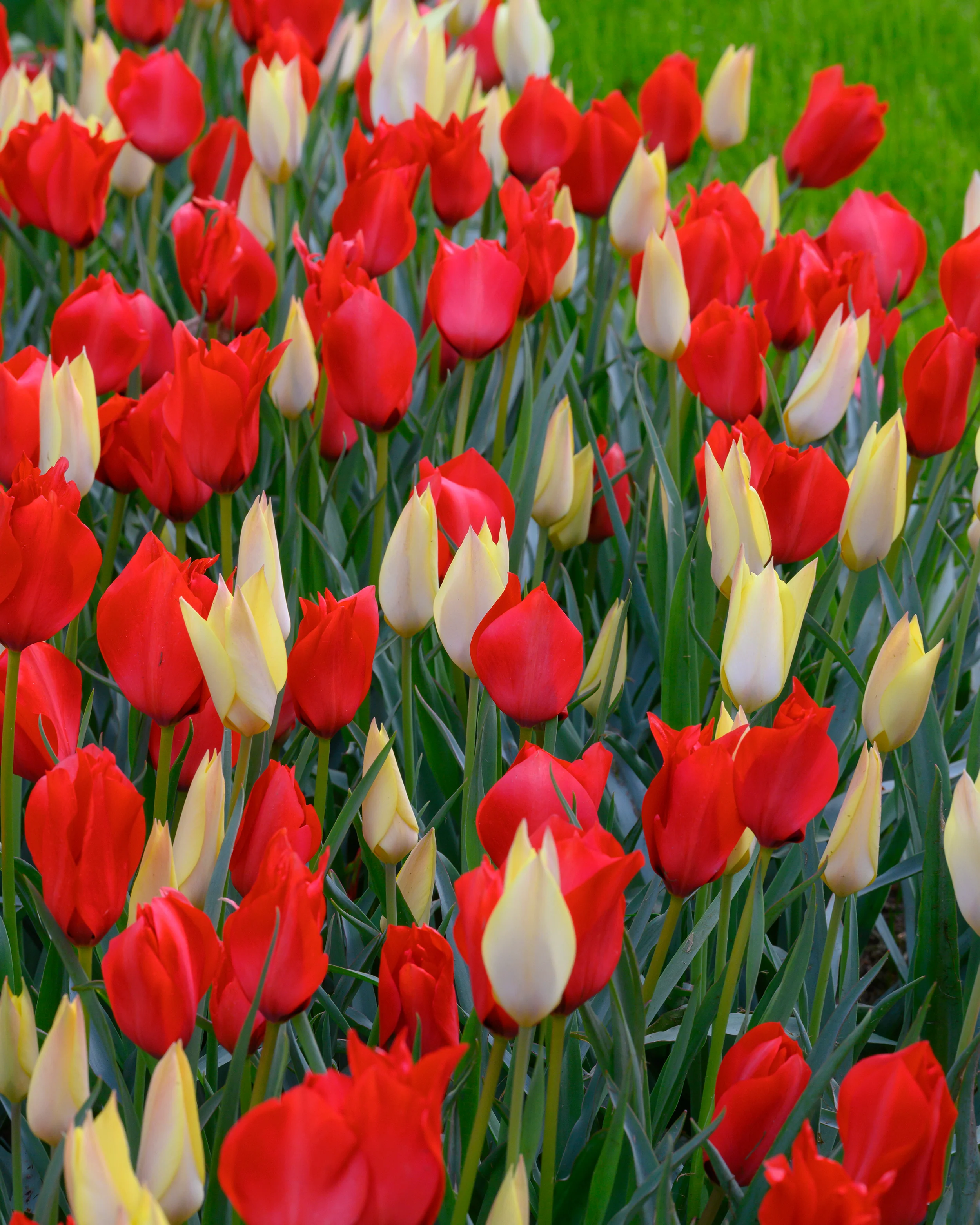 Tulip 'Honky Tonk' - Image 7