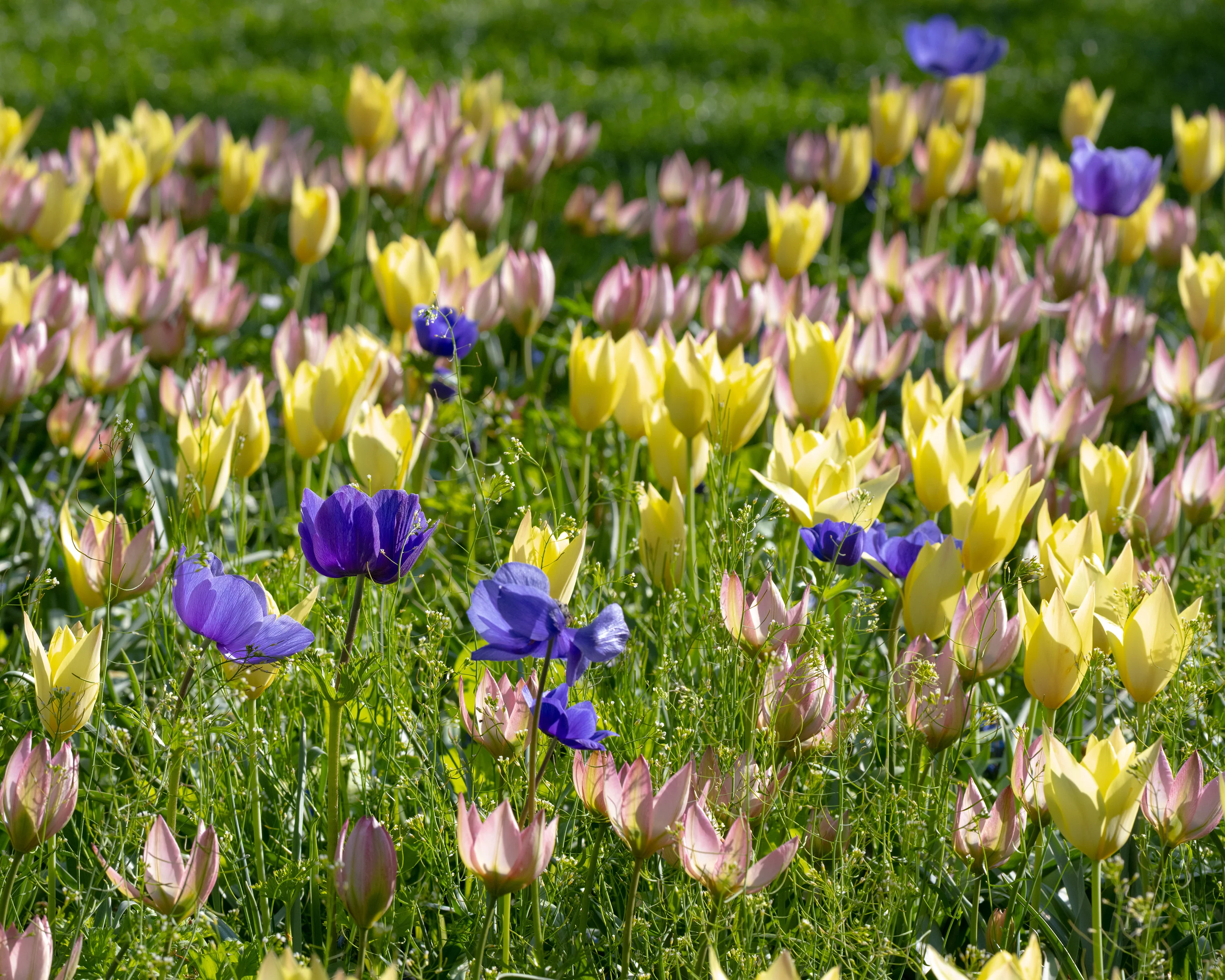Tulip 'Honky Tonk' - Image 8