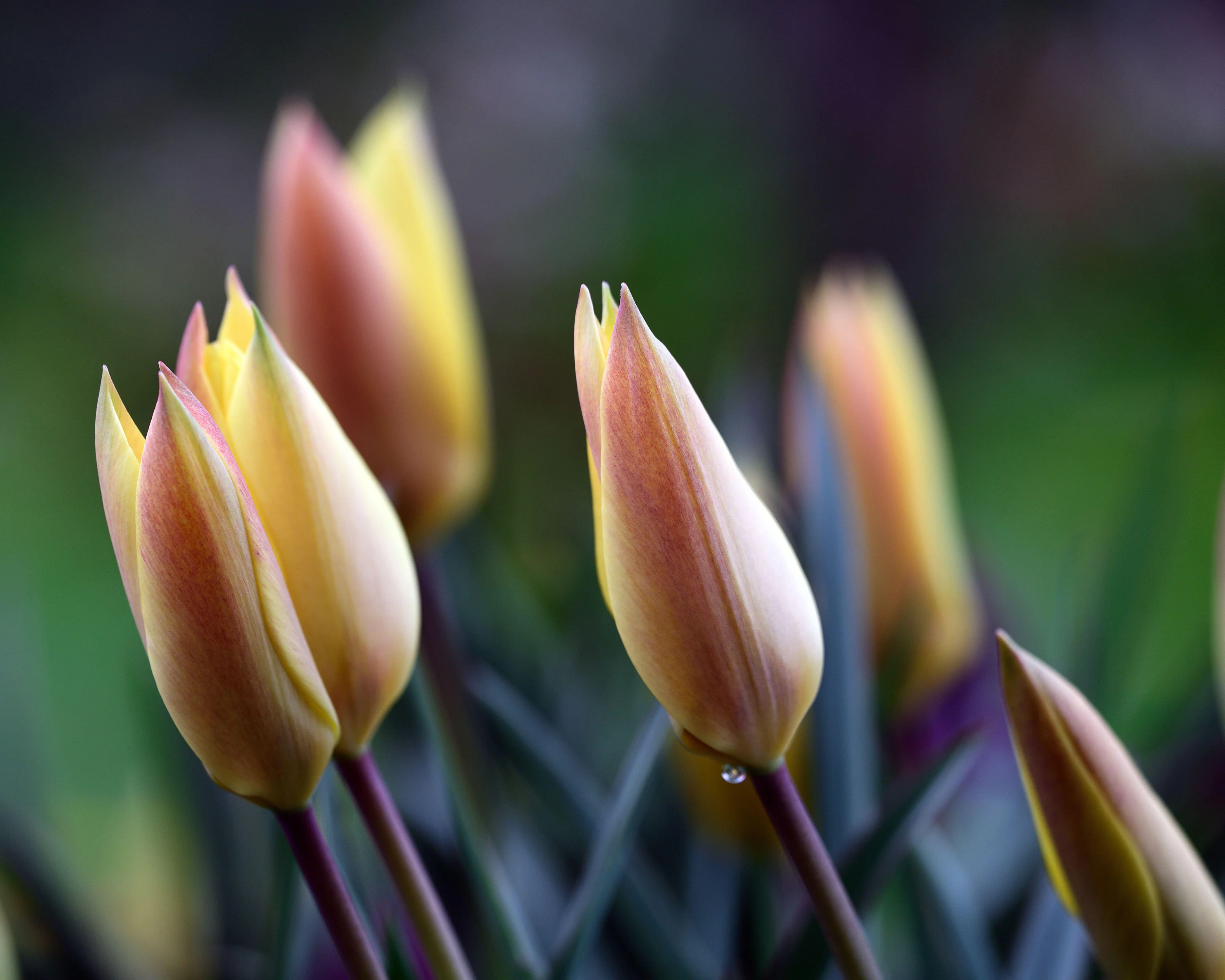 Tulip 'Honky Tonk' - Image 9