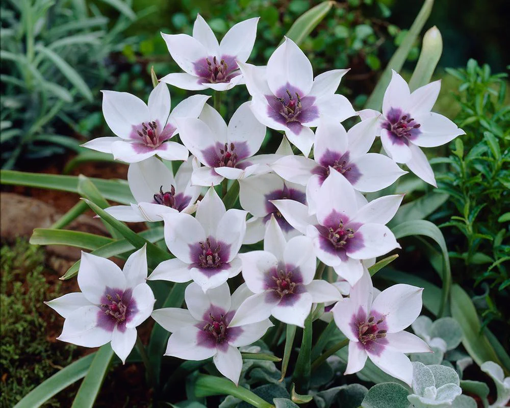 Tulip 'Coerulea Oculata Alba' - Image 3