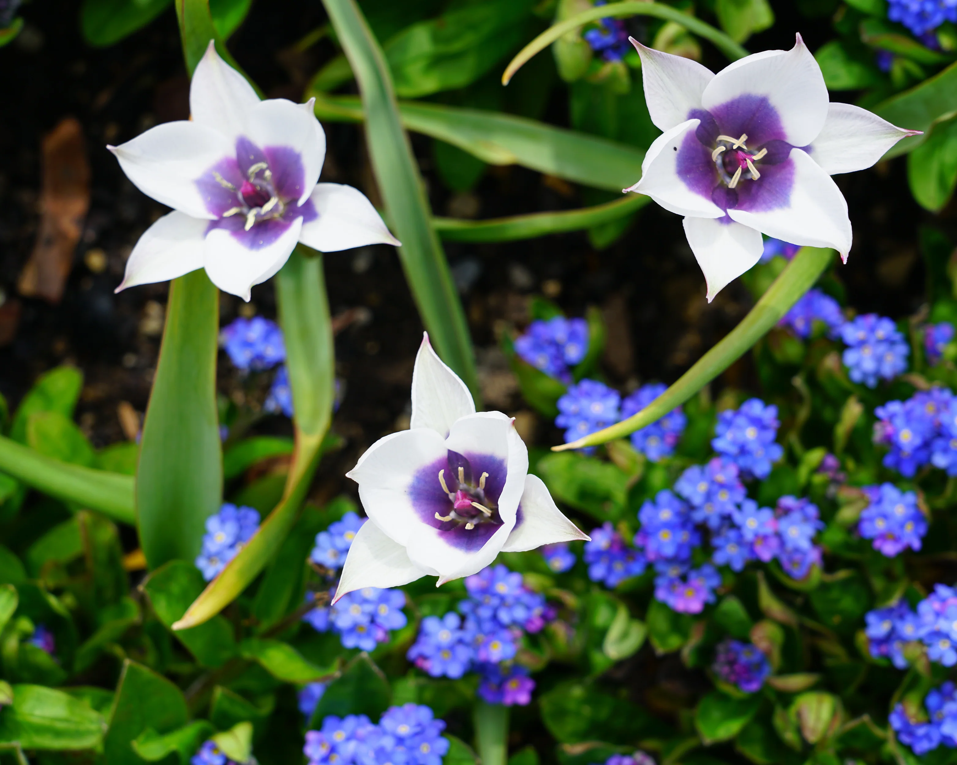 Tulip 'Coerulea Oculata Alba' - Image 5
