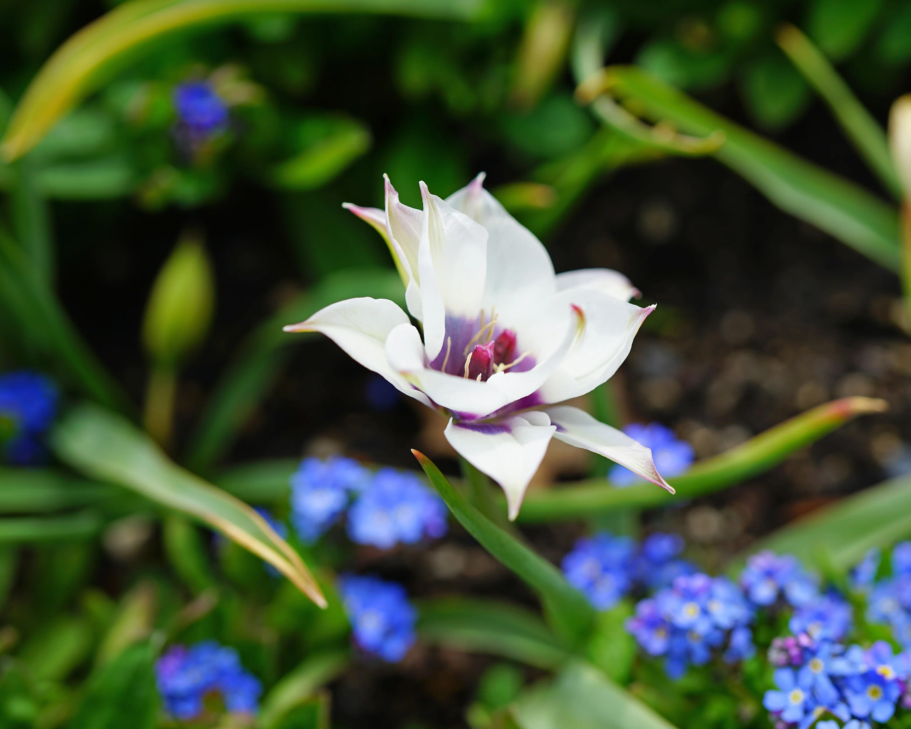 Tulip 'Coerulea Oculata Alba' - Image 7