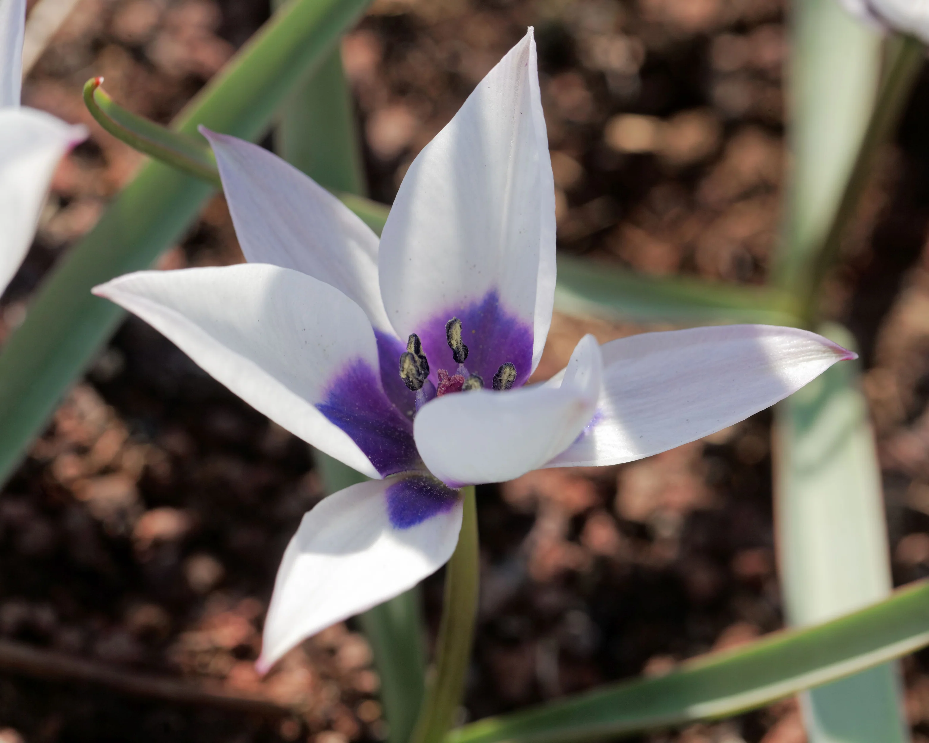 Tulip 'Coerulea Oculata Alba' - Image 8