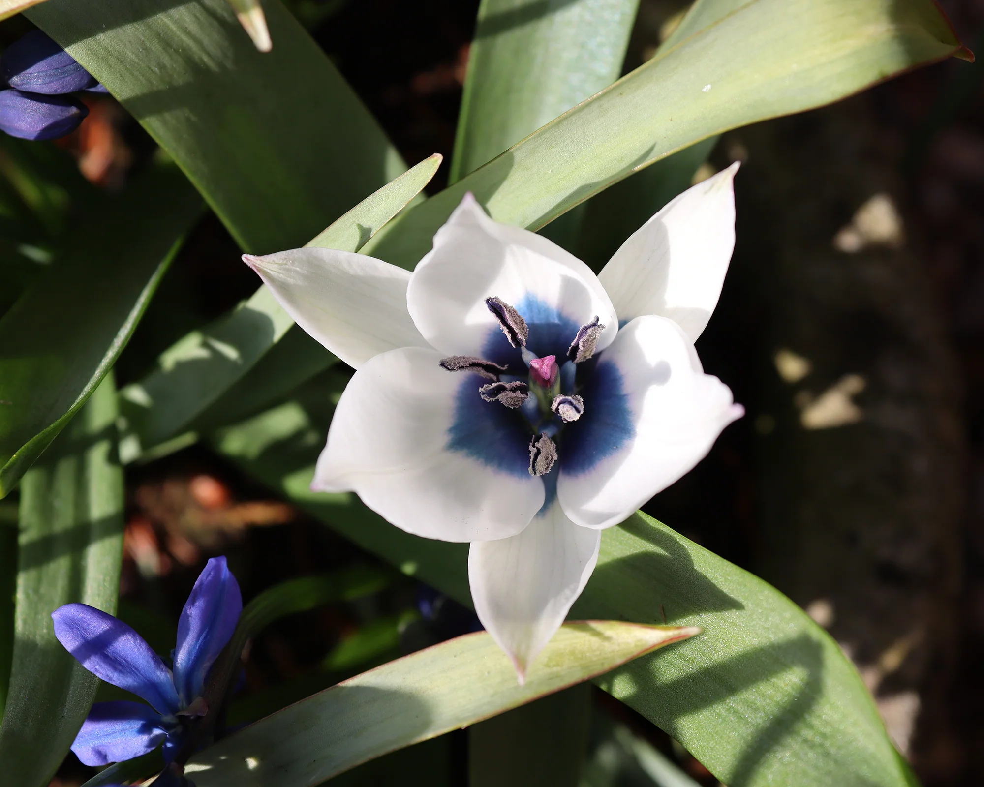 Tulip 'Coerulea Oculata Alba' - Image 9