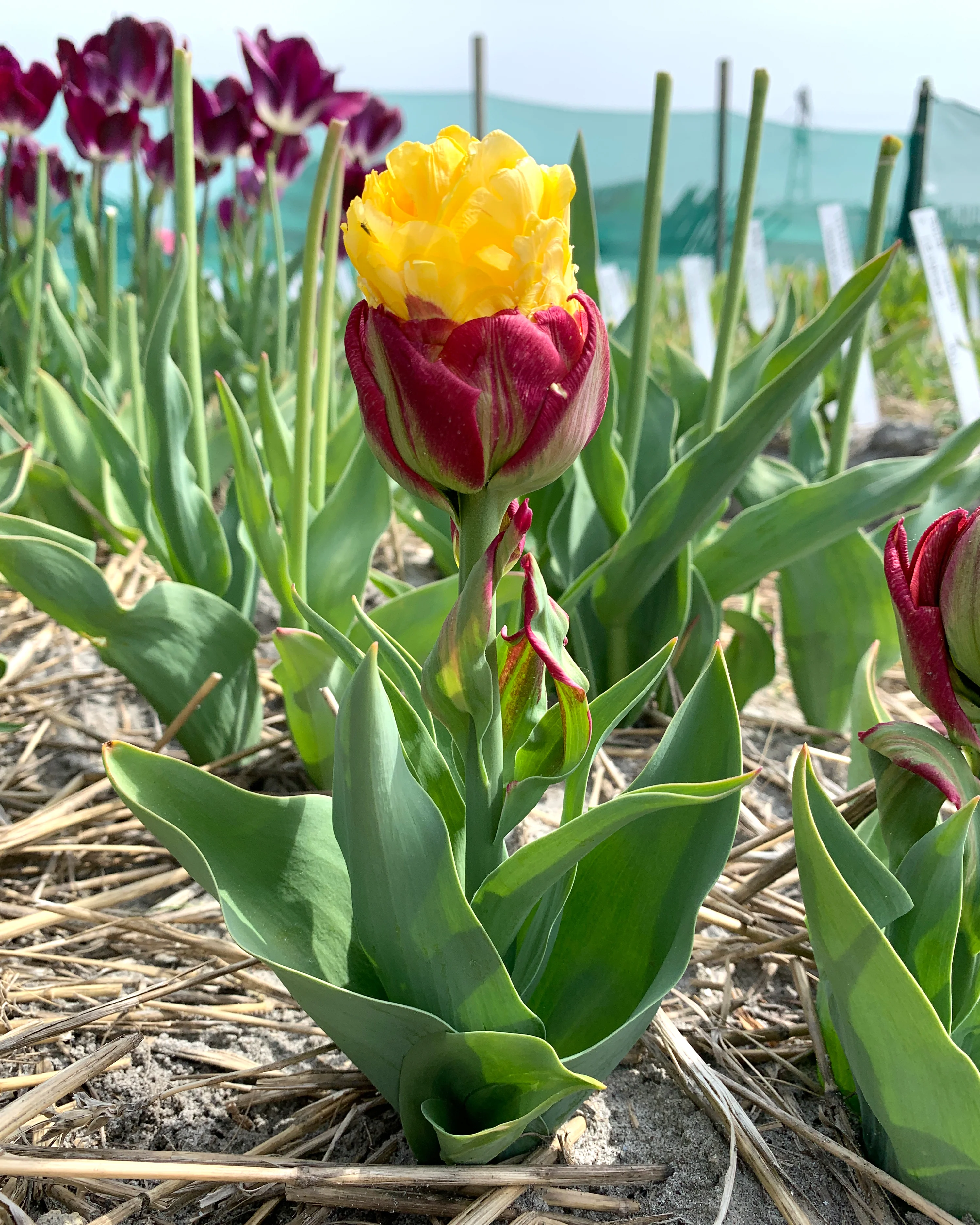 Tulip 'Ice Cream Banana' - Image 3